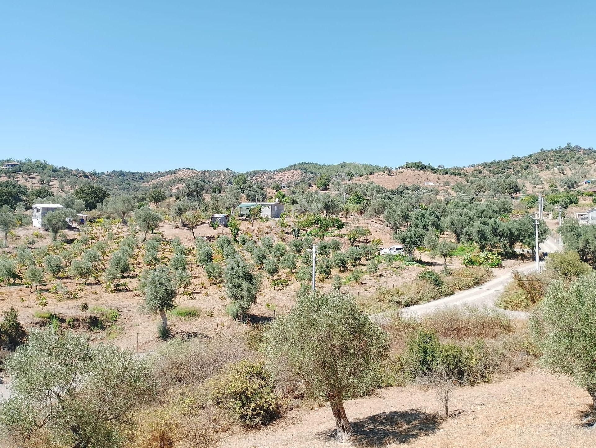 İzmir Seferihısar Orhanlı Mevkınde Satılık 11 Dönüm Üzüm Bağı - Görsel 2