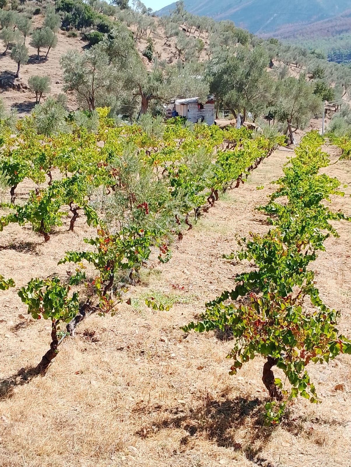 İzmir Seferihısar Orhanlı Mevkınde Satılık 11 Dönüm Üzüm Bağı - Görsel 4
