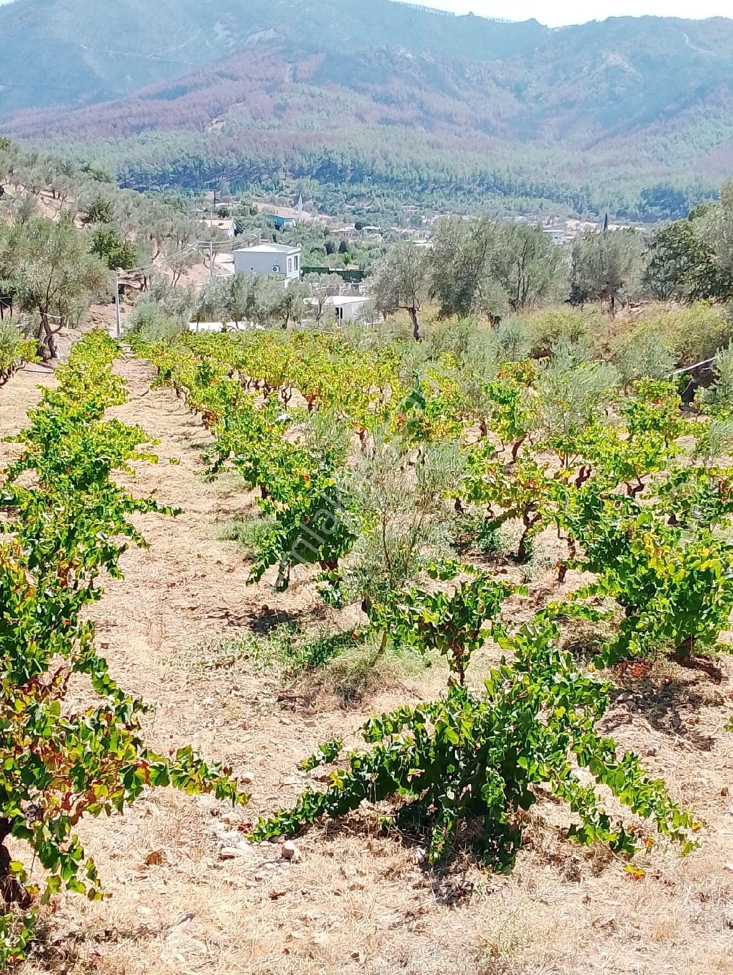 İzmir Seferihısar Orhanlı Mevkınde Satılık 11 Dönüm Üzüm Bağı - Görsel 5