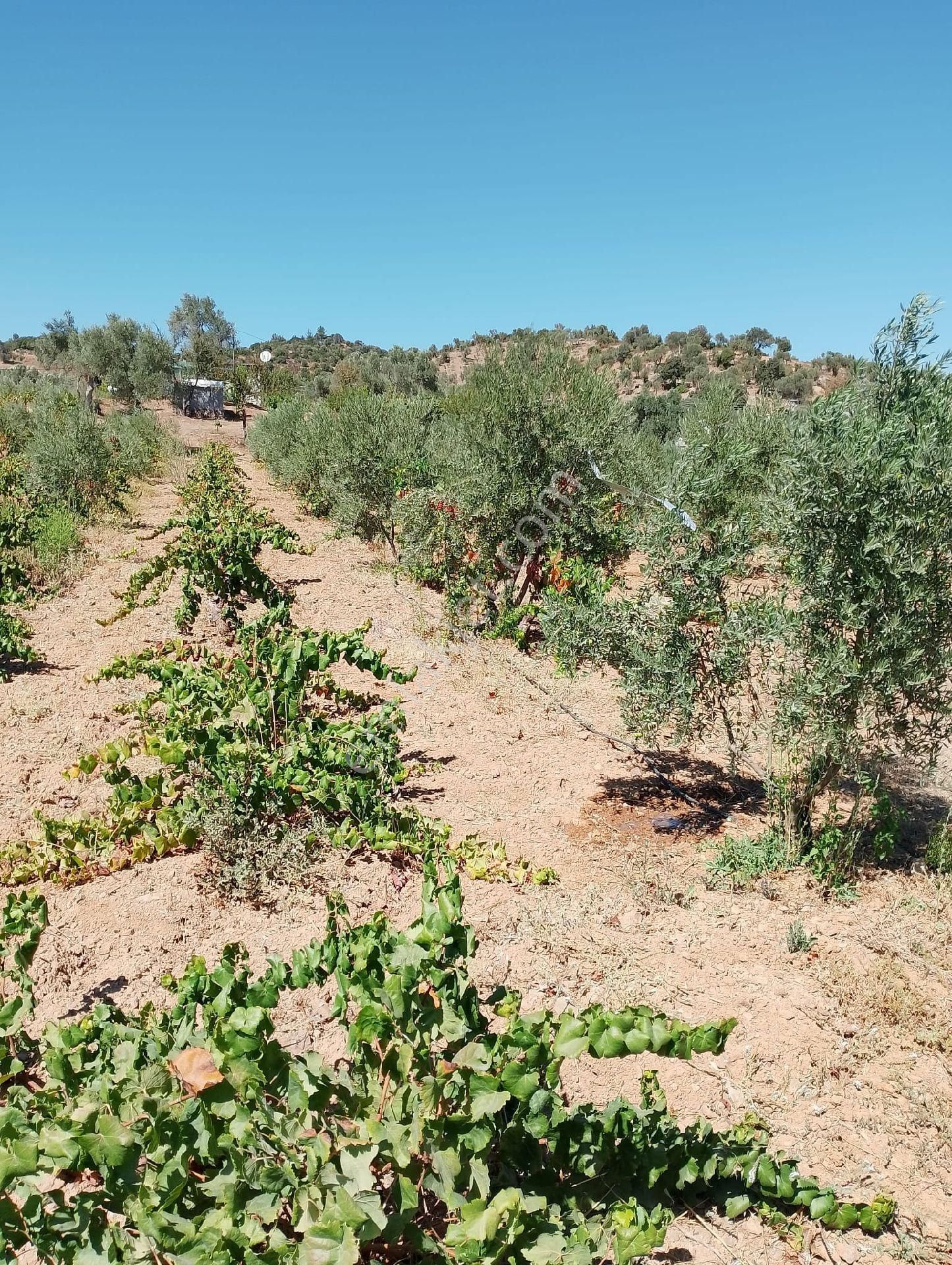 İzmir Seferihısar Orhanlı Mevkınde Satılık 11 Dönüm Üzüm Bağı - Görsel 3