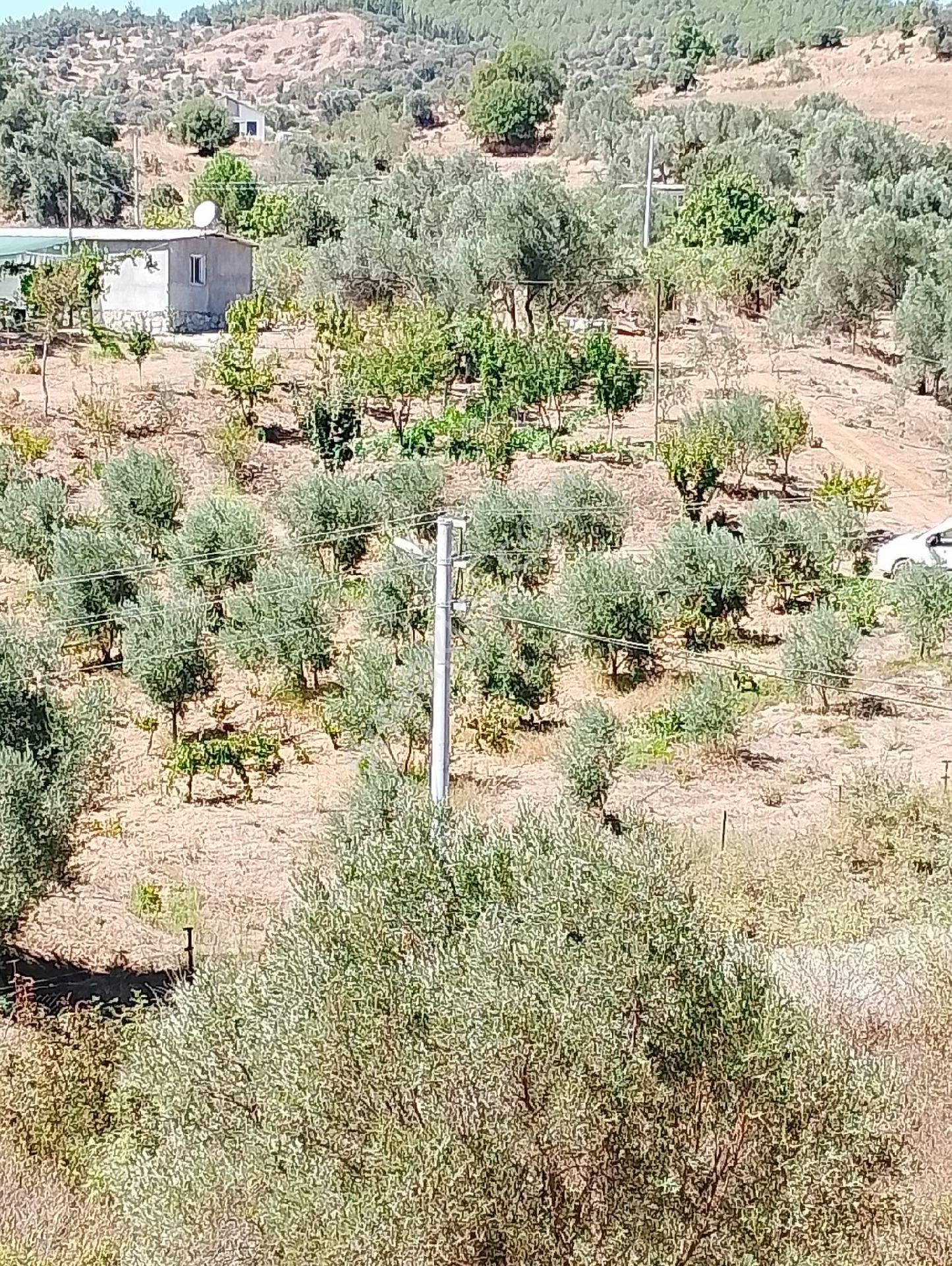 İzmir Seferihısar Orhanlı Mevkınde Satılık 11 Dönüm Üzüm Bağı