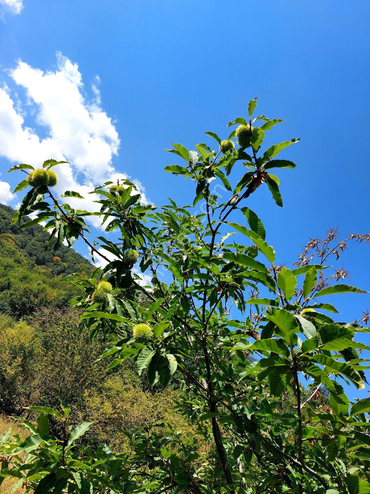 İnegöl Kıran - Görsel 13