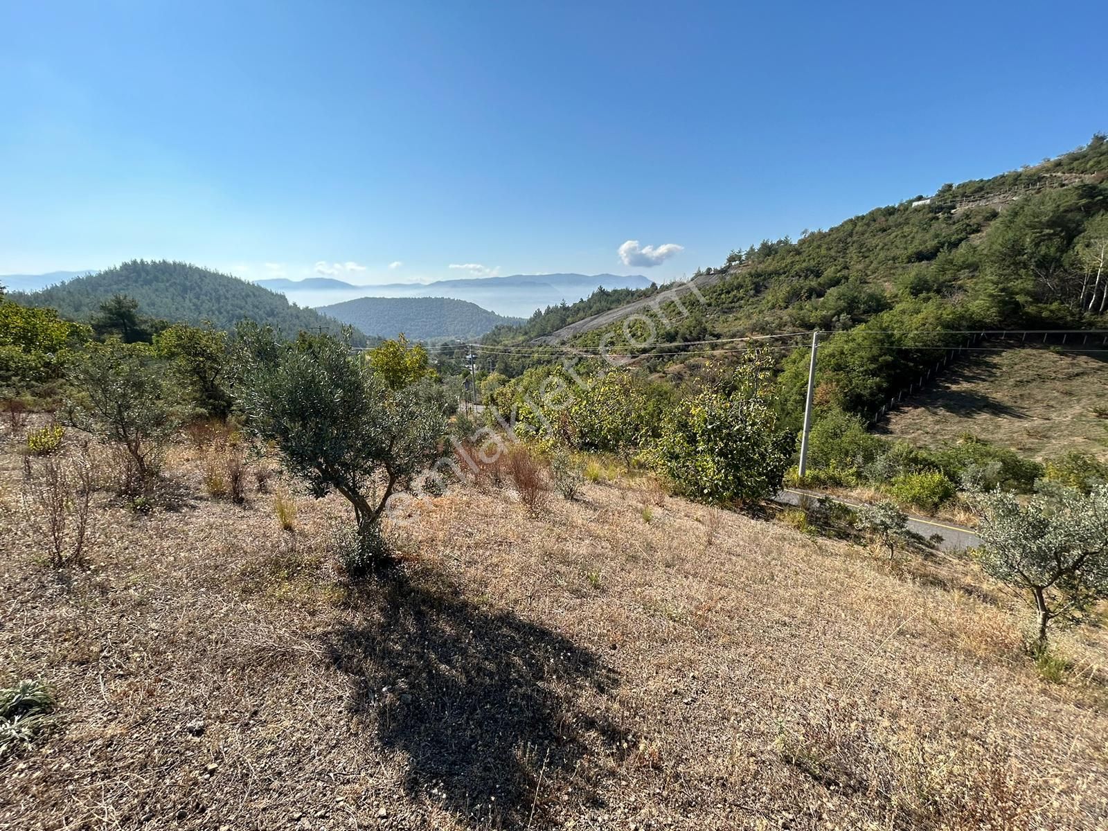 Pamukova Kazımiyede Yatırımlık Zeytin Bahçesi - Görsel 16