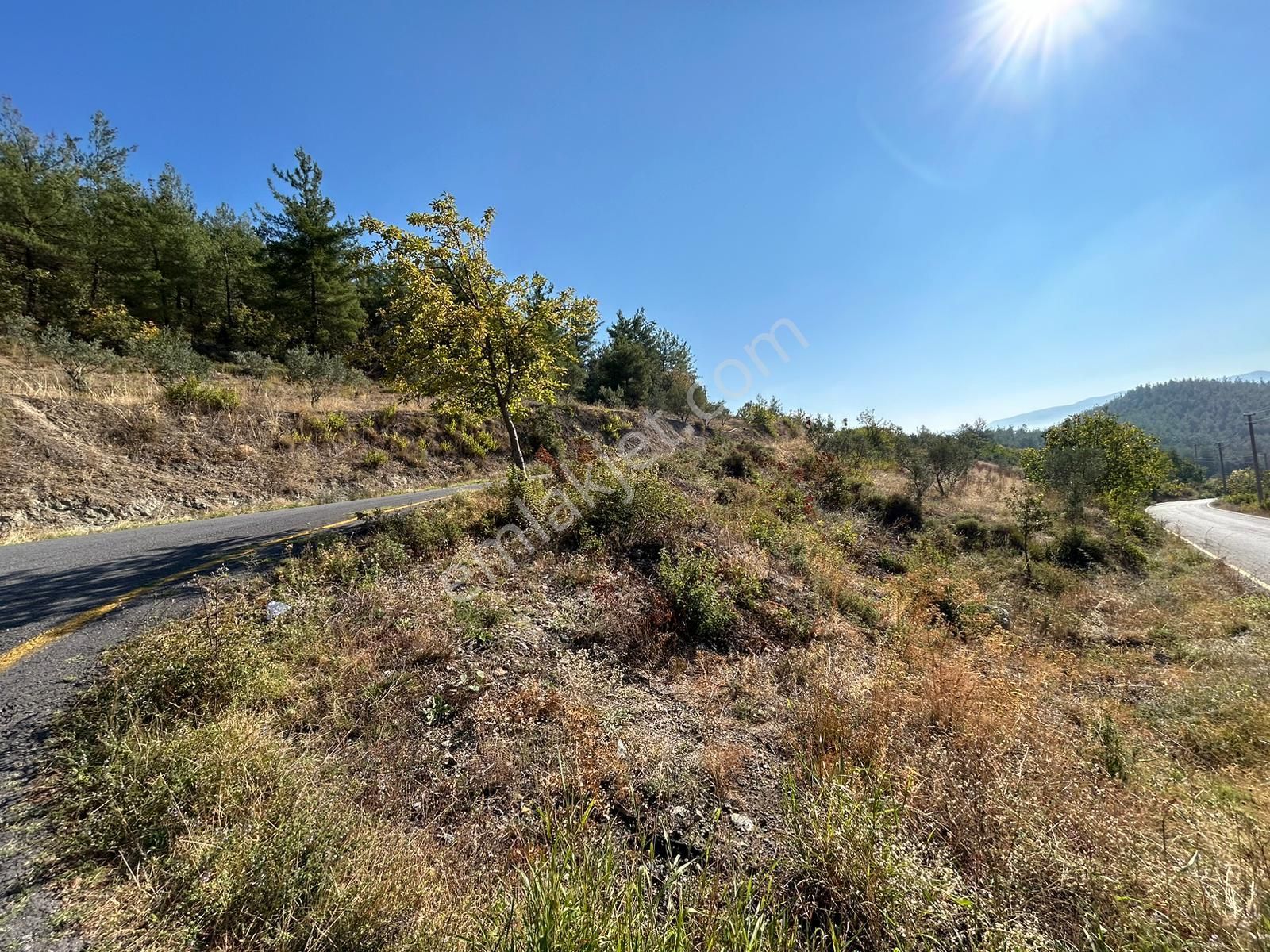 Pamukova Kazımiyede Yatırımlık Zeytin Bahçesi - Görsel 2