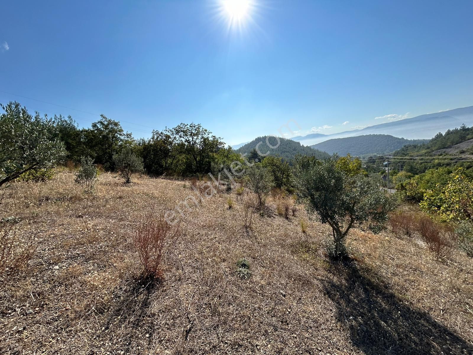 Pamukova Kazımiyede Yatırımlık Zeytin Bahçesi - Görsel 21
