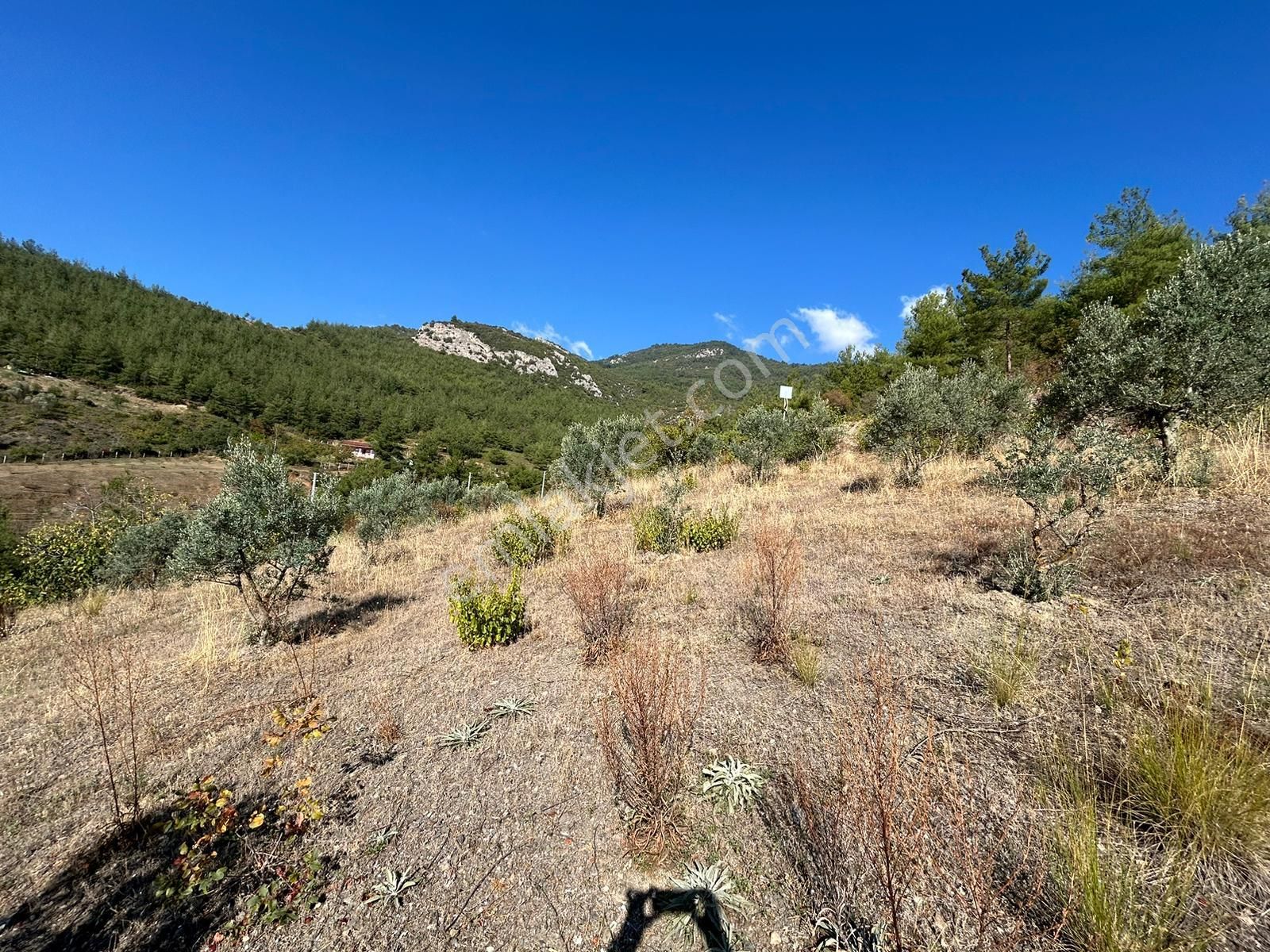 Pamukova Kazımiyede Yatırımlık Zeytin Bahçesi - Görsel 20