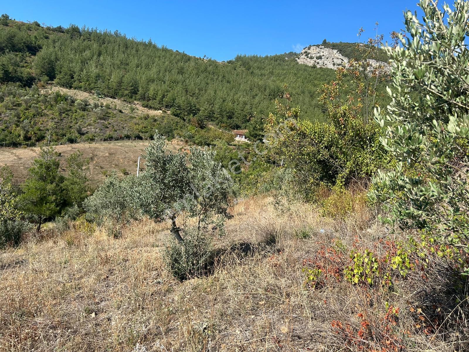 Pamukova Kazımiyede Yatırımlık Zeytin Bahçesi - Görsel 31