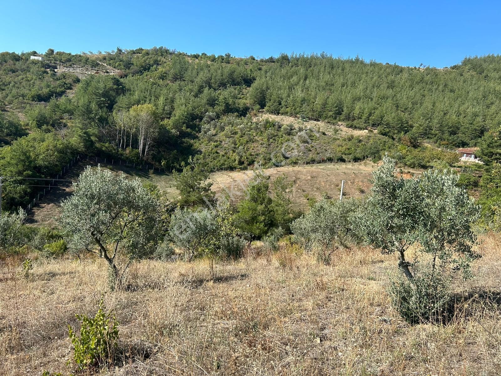 Pamukova Kazımiyede Yatırımlık Zeytin Bahçesi - Görsel 24