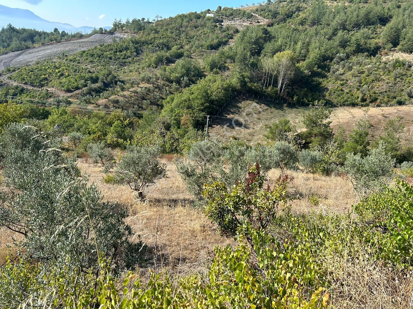 Pamukova Kazımiyede Yatırımlık Zeytin Bahçesi - Görsel 28