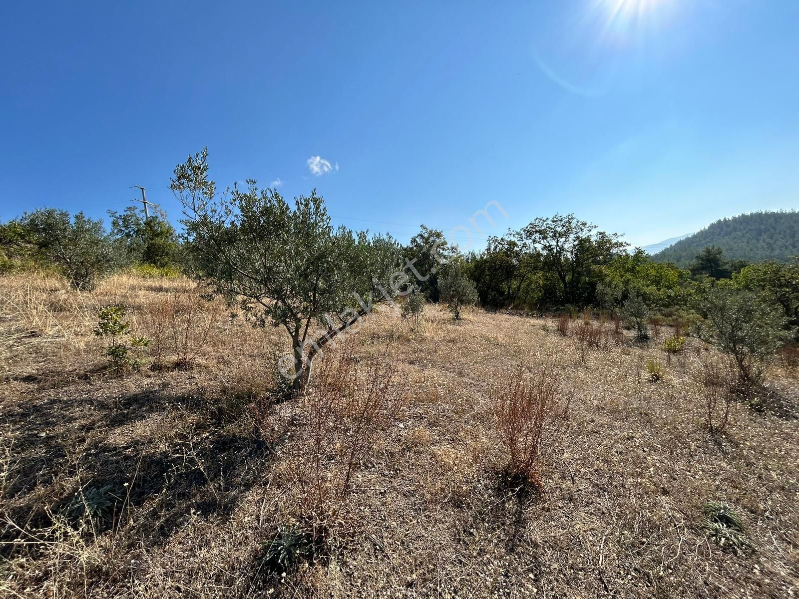 Pamukova Kazımiyede Yatırımlık Zeytin Bahçesi - Görsel 15