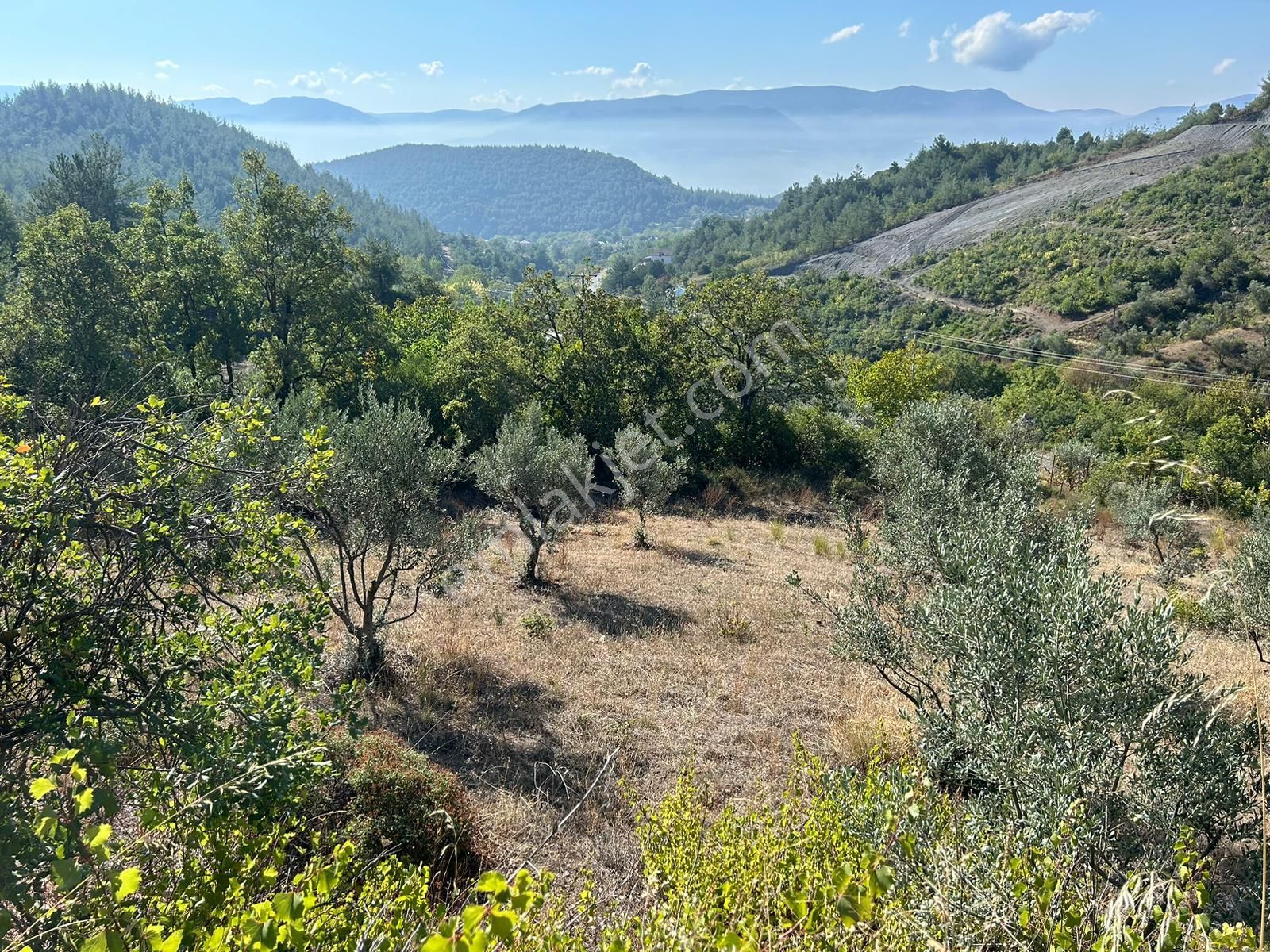 Pamukova Kazımiyede Yatırımlık Zeytin Bahçesi - Görsel 3