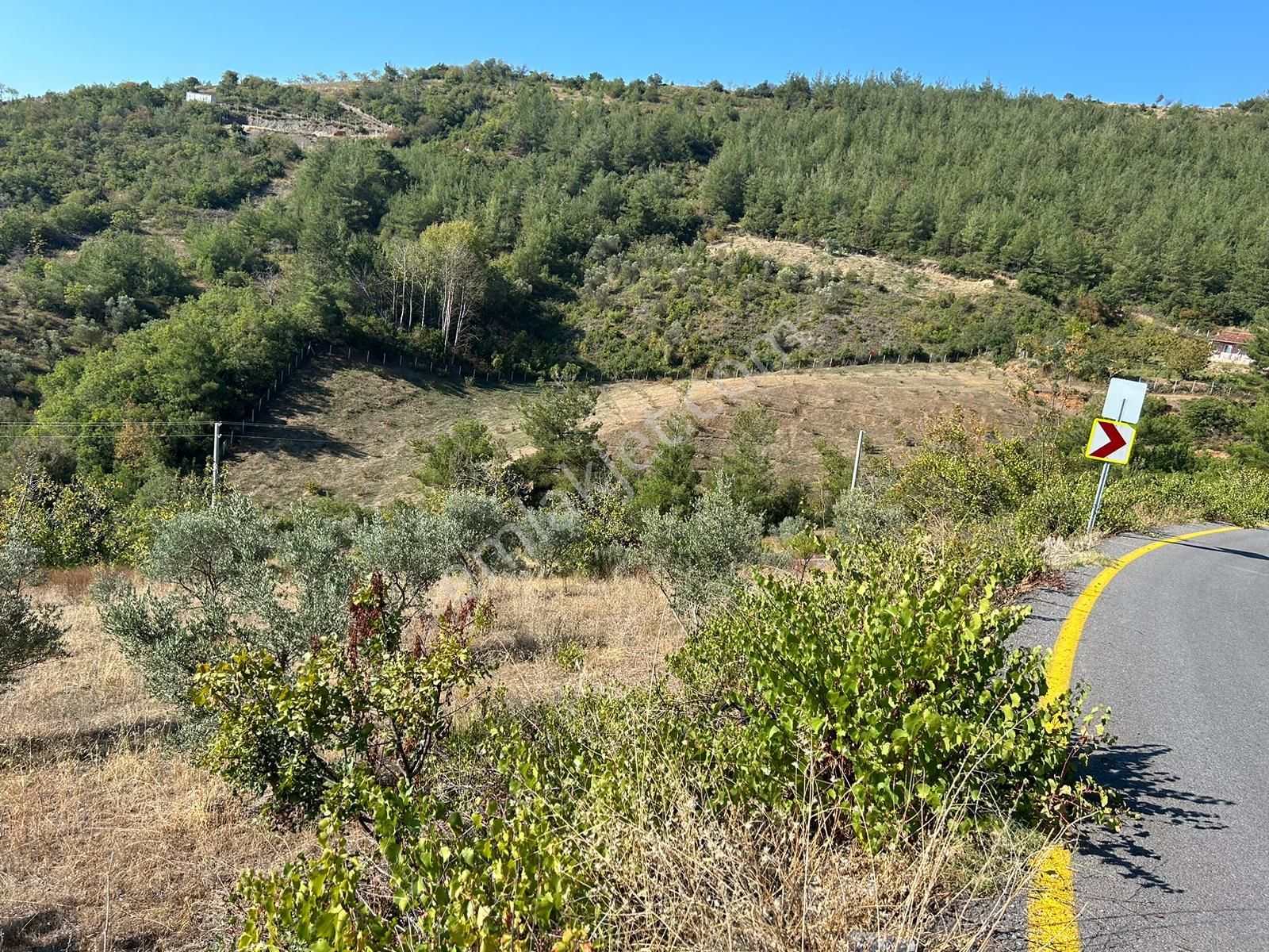 Pamukova Kazımiyede Yatırımlık Zeytin Bahçesi - Görsel 17
