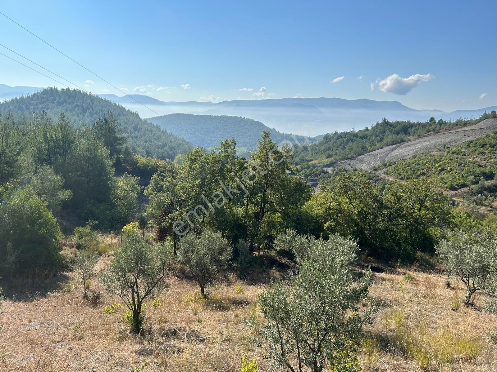 Pamukova Kazımiyede Yatırımlık Zeytin Bahçesi - Görsel 23