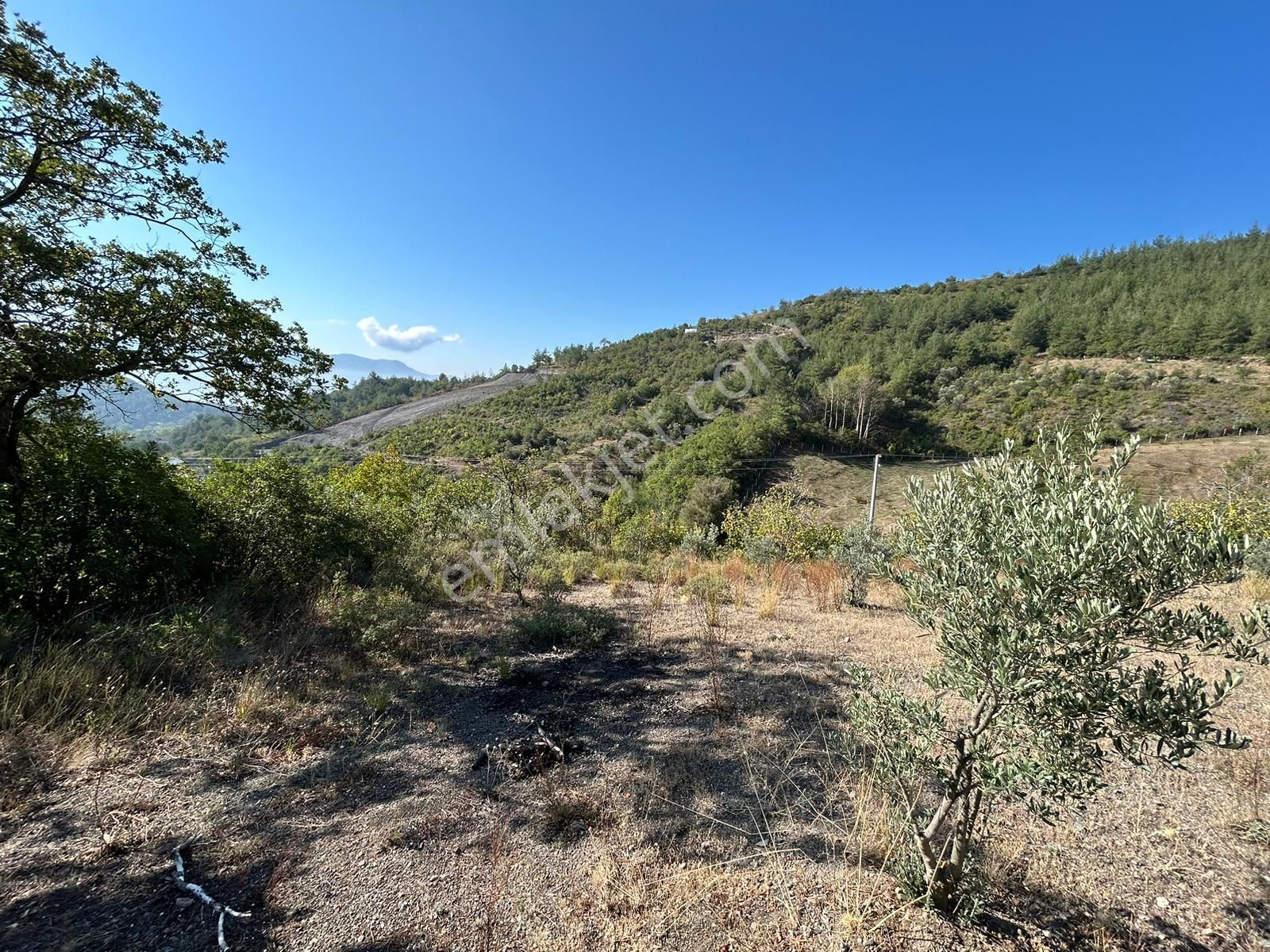 Pamukova Kazımiyede Yatırımlık Zeytin Bahçesi