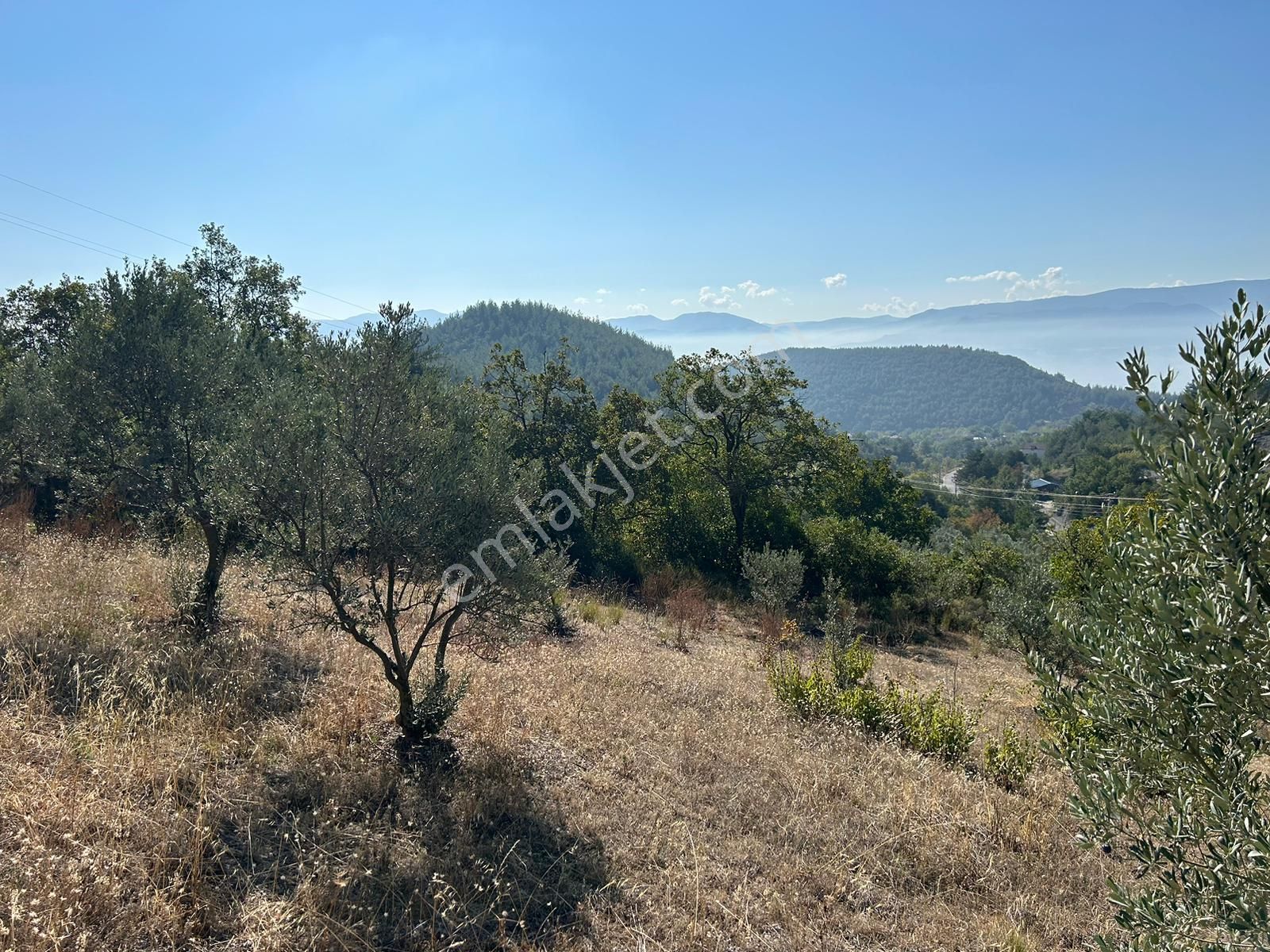 Pamukova Kazımiyede Yatırımlık Zeytin Bahçesi - Görsel 29