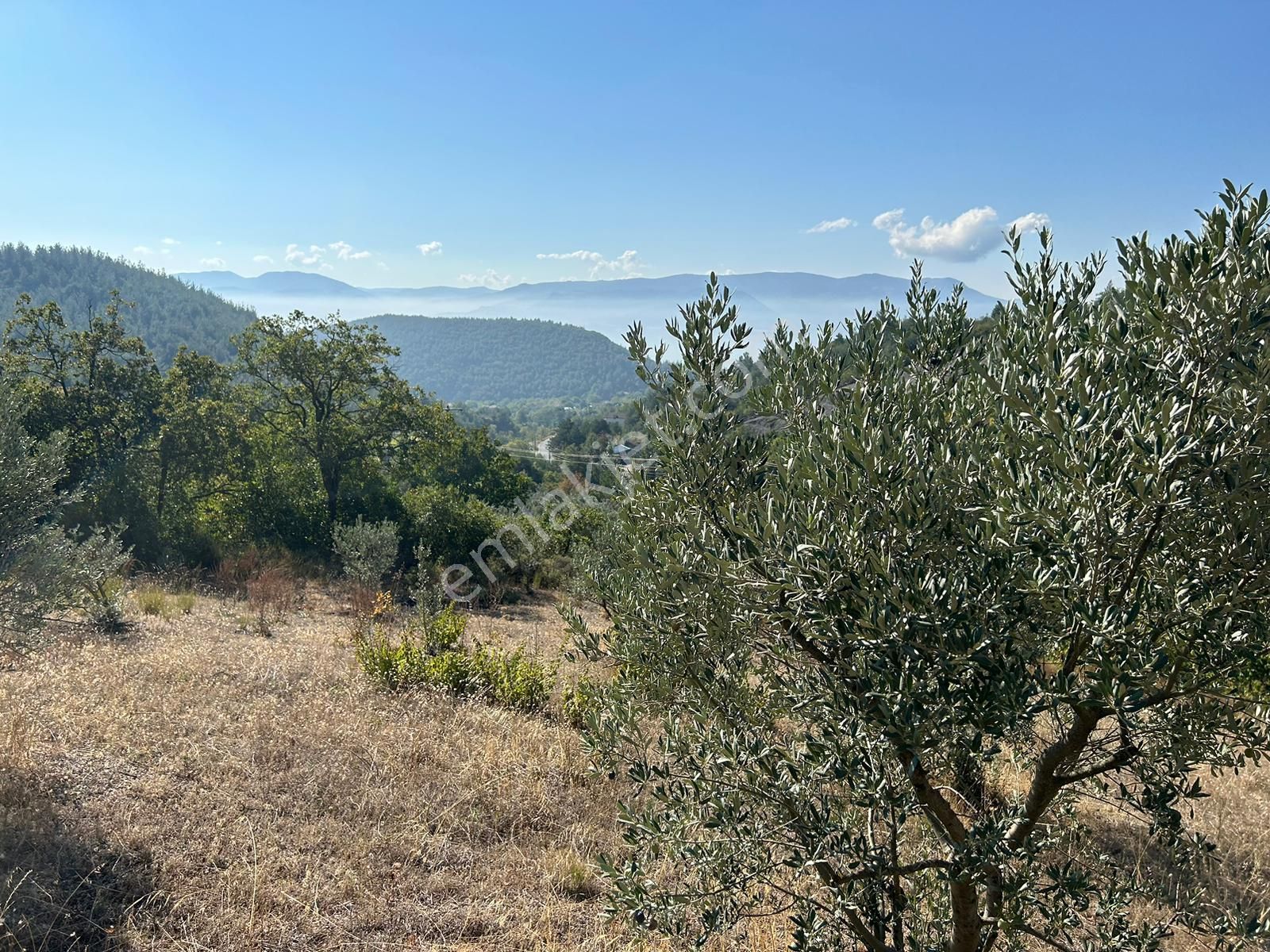 Pamukova Kazımiyede Yatırımlık Zeytin Bahçesi - Görsel 19