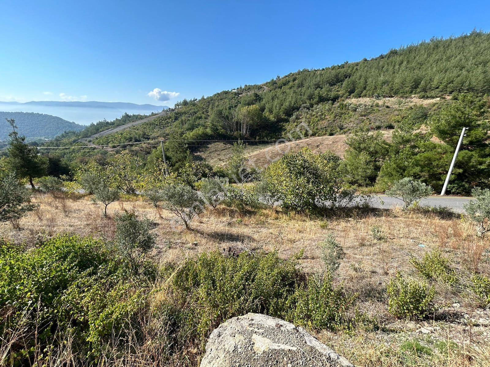 Pamukova Kazımiyede Yatırımlık Zeytin Bahçesi - Görsel 9