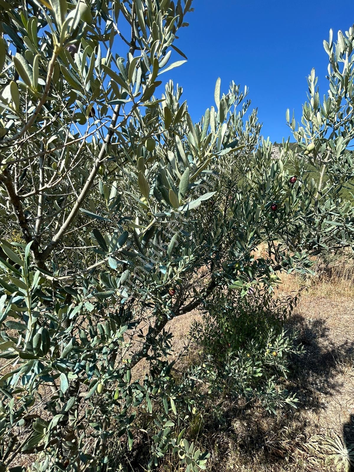 Pamukova Kazımiyede Yatırımlık Zeytin Bahçesi - Görsel 5