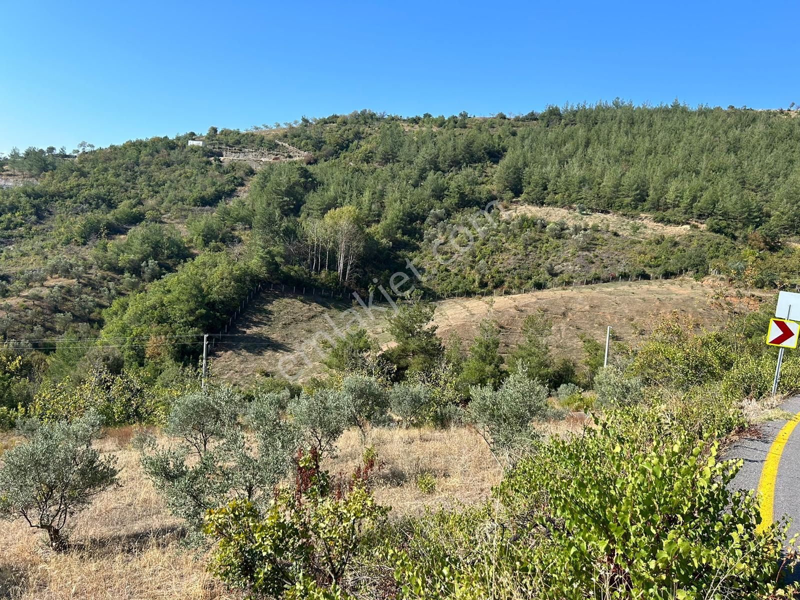 Pamukova Kazımiyede Yatırımlık Zeytin Bahçesi - Görsel 14