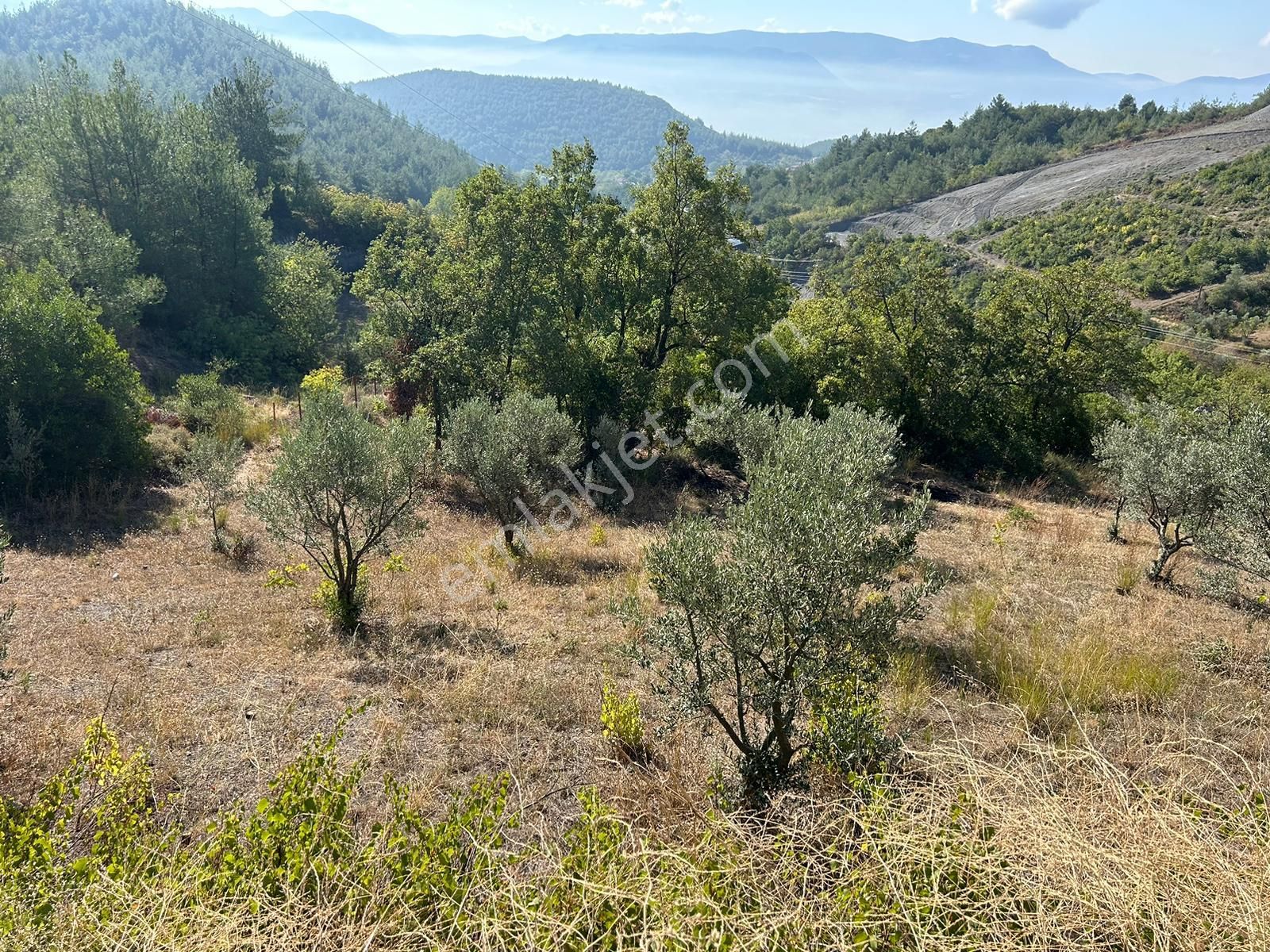 Pamukova Kazımiyede Yatırımlık Zeytin Bahçesi - Görsel 4