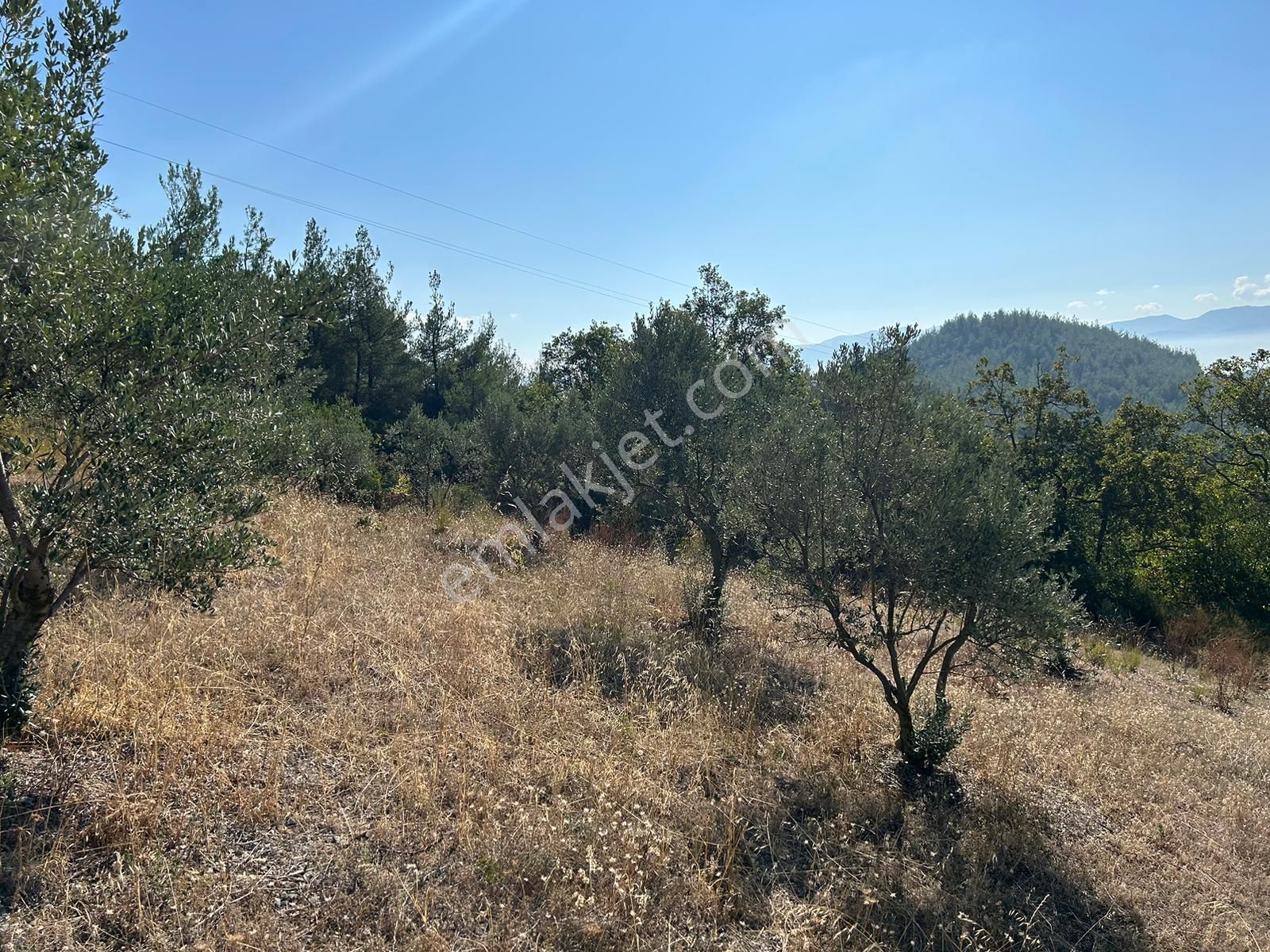 Pamukova Kazımiyede Yatırımlık Zeytin Bahçesi - Görsel 10