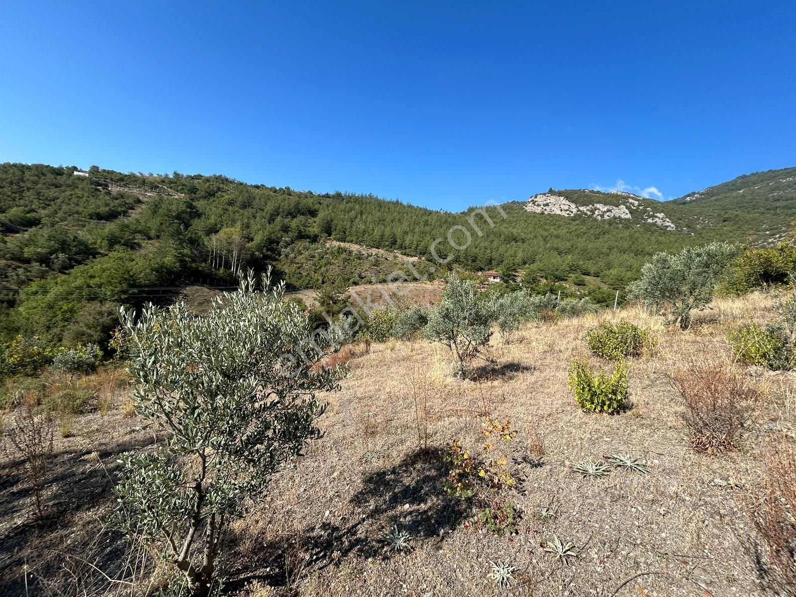 Pamukova Kazımiyede Yatırımlık Zeytin Bahçesi - Görsel 7