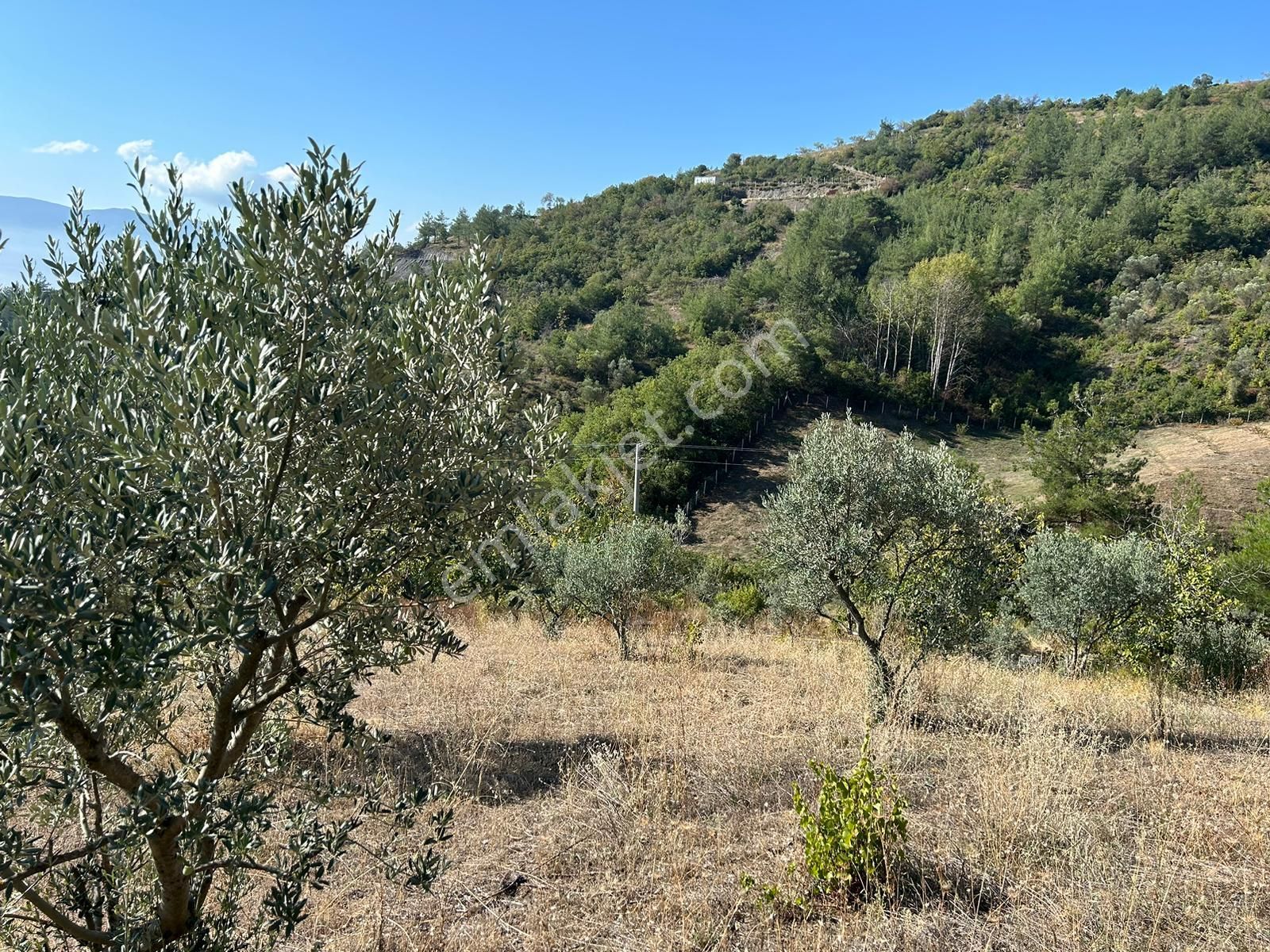 Pamukova Kazımiyede Yatırımlık Zeytin Bahçesi - Görsel 33