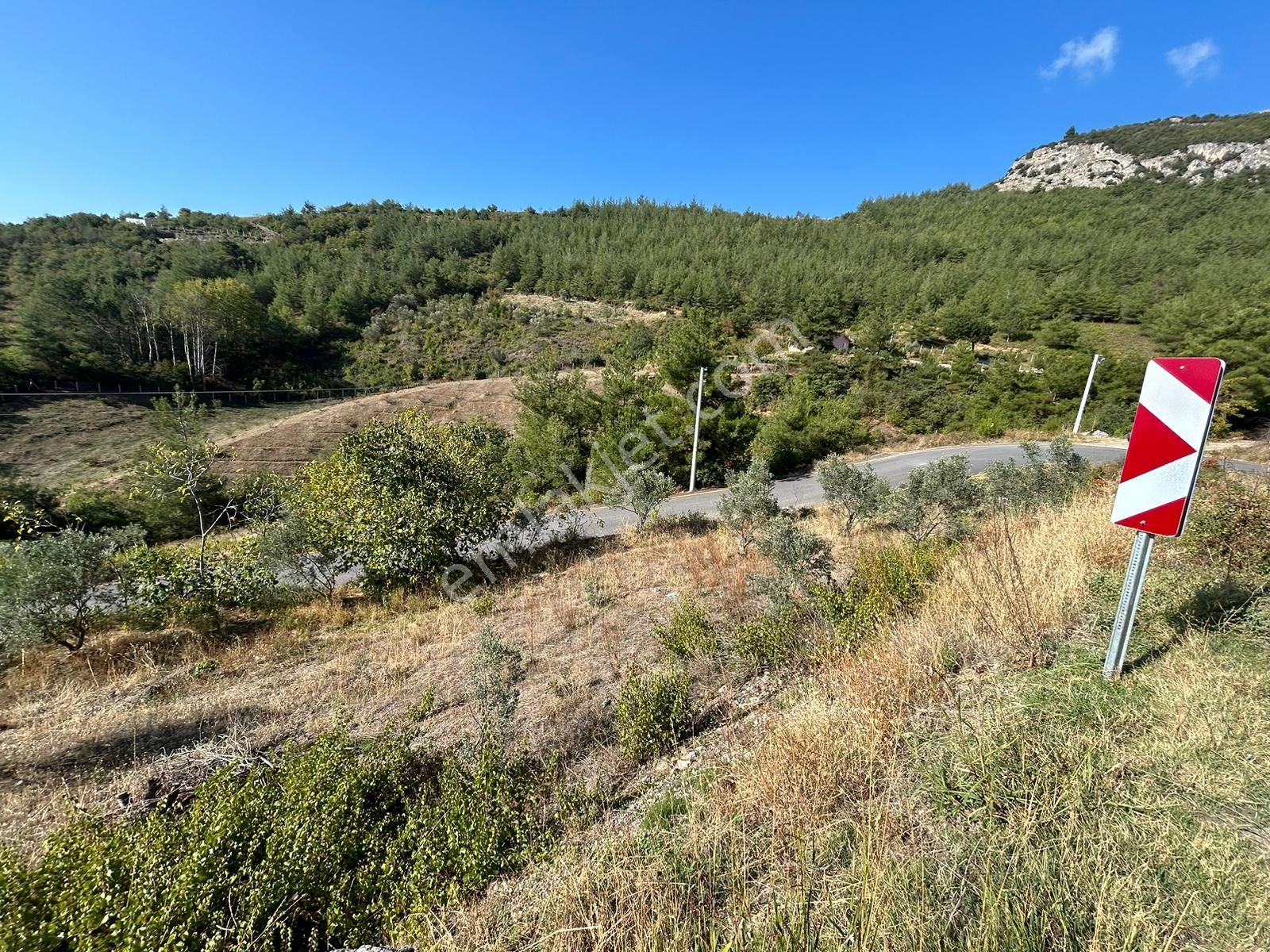 Pamukova Kazımiyede Yatırımlık Zeytin Bahçesi - Görsel 11