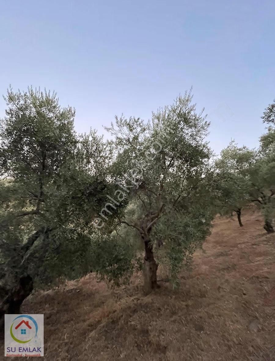 Su Emlak'tan Derekahve'de Satılık Zeytinlik - Görsel 4