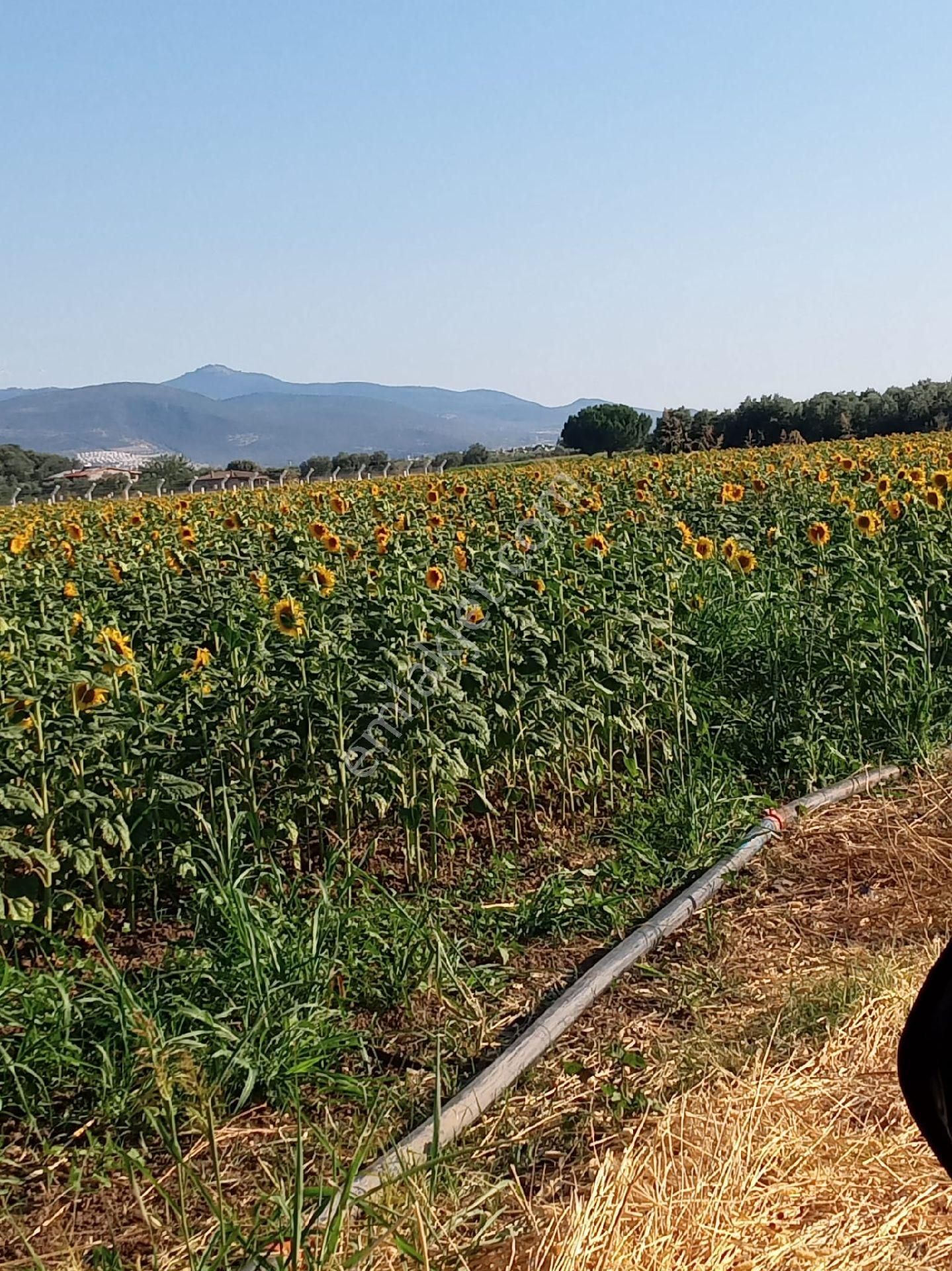İzmir Dikili Kabakum'da Sahile Yakın Satılık 8575m2.tarla - Görsel 9