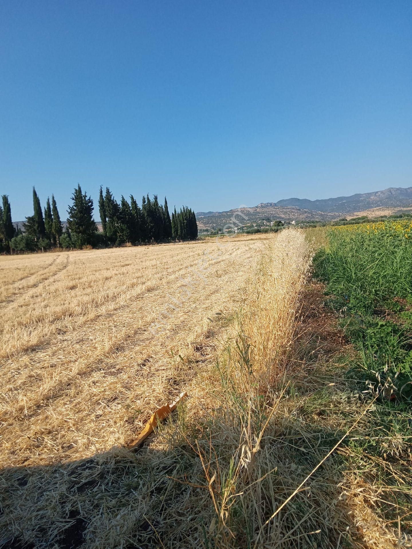 İzmir Dikili Kabakum'da Sahile Yakın Satılık 8575m2.tarla - Görsel 5