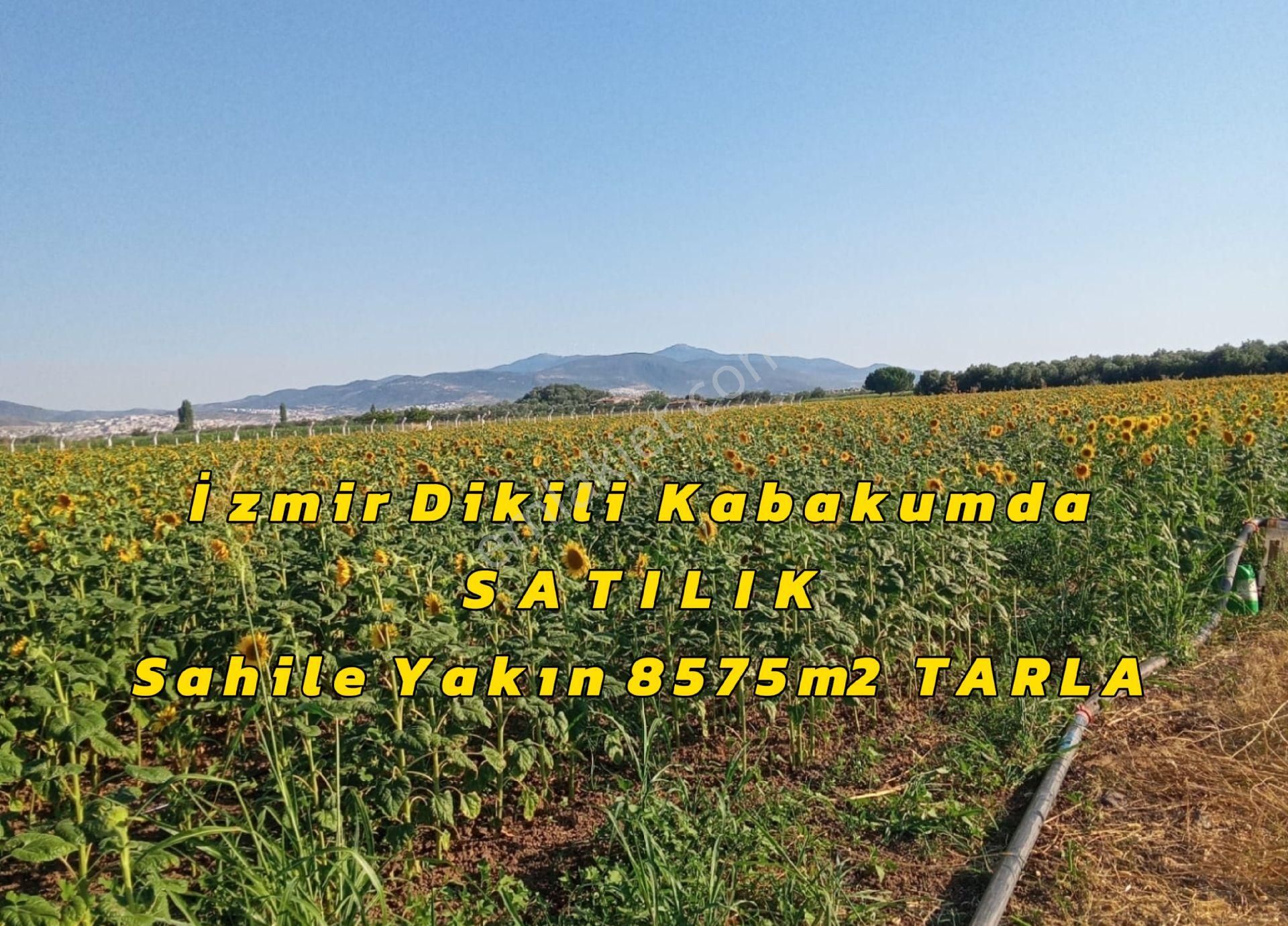 İzmir Dikili Kabakum'da Sahile Yakın Satılık 8575m2.tarla - Görsel 3