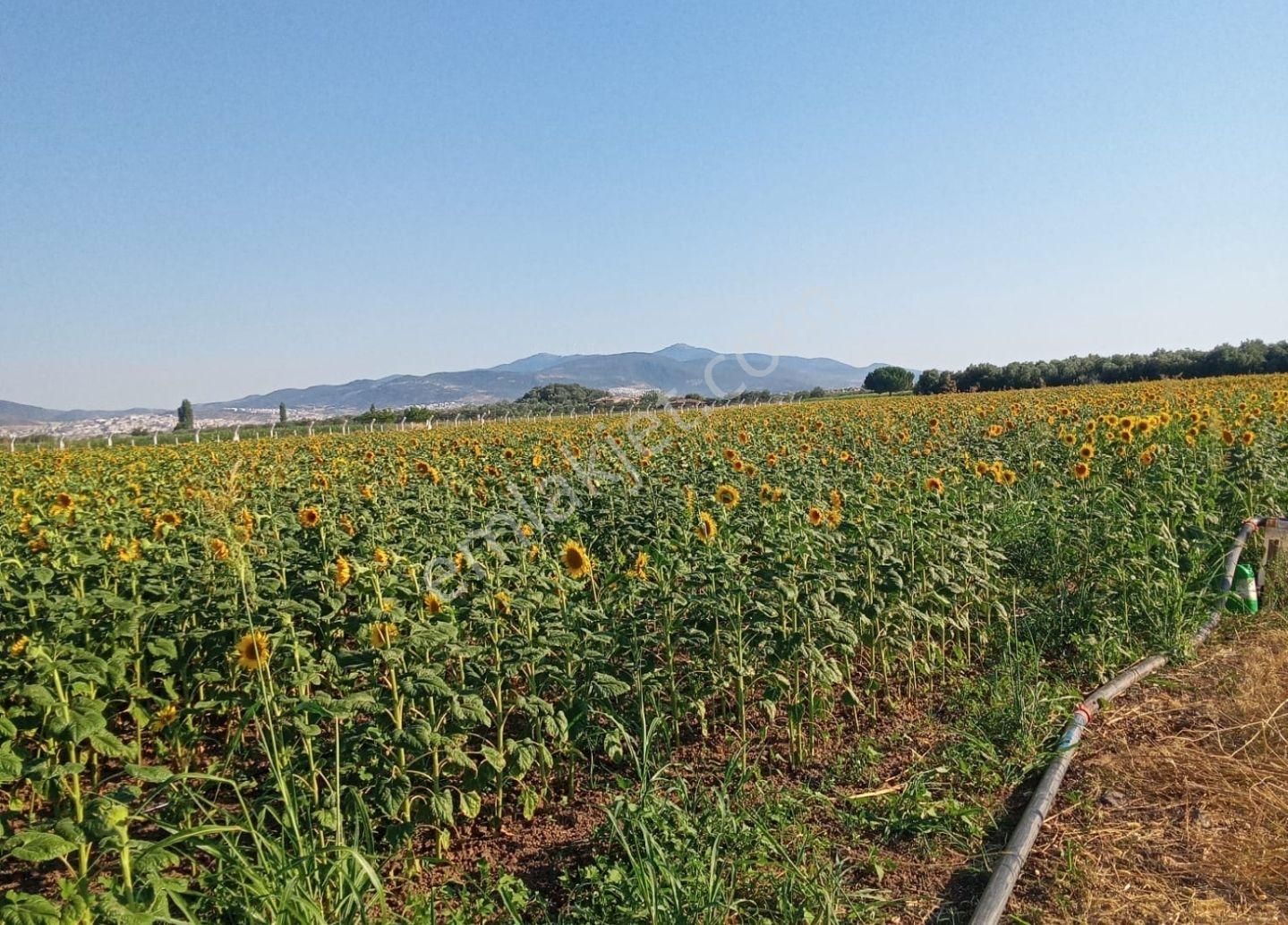 İzmir Dikili Kabakum'da Sahile Yakın Satılık 8575m2.tarla - Görsel 11