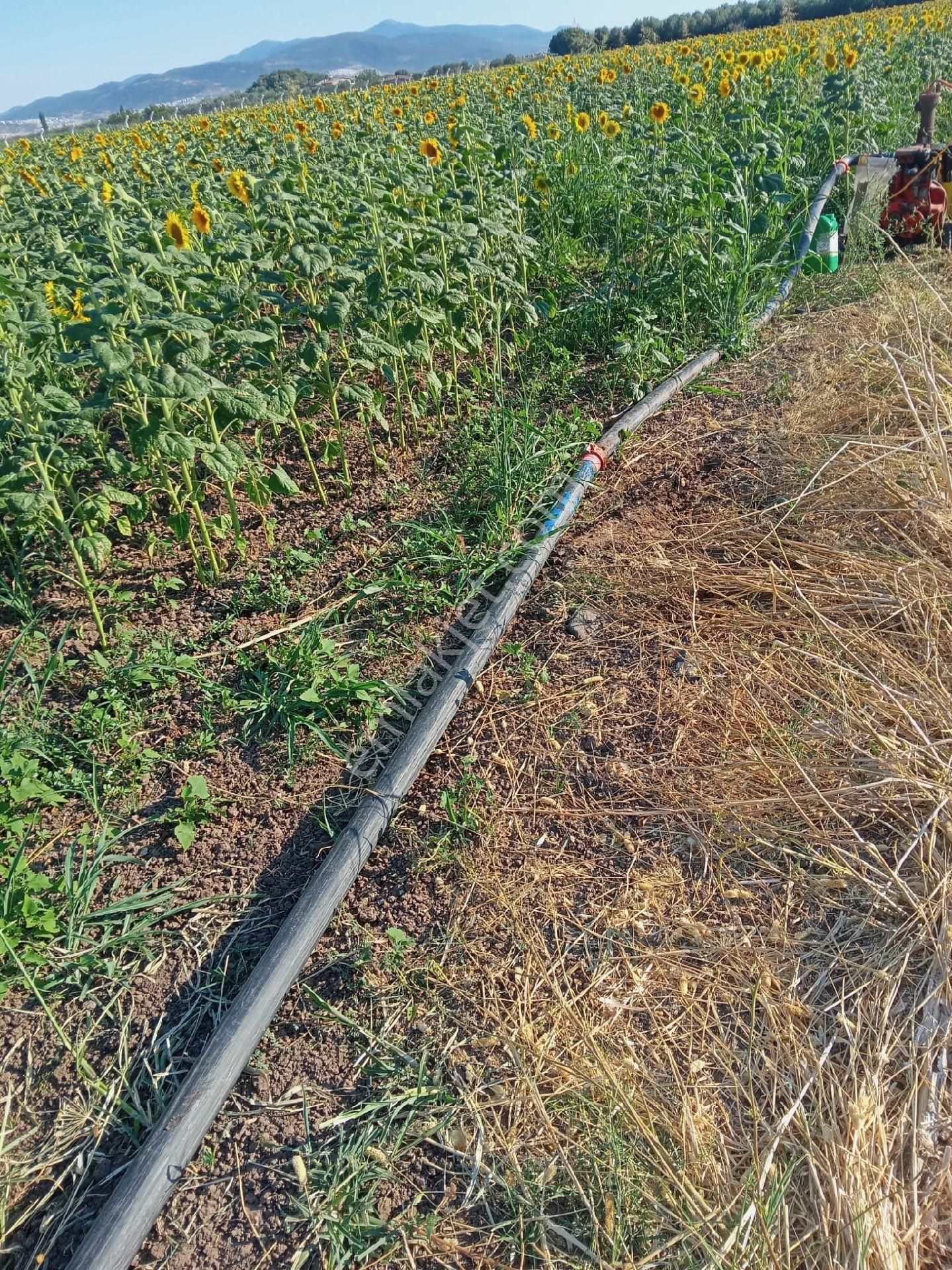 İzmir Dikili Kabakum'da Sahile Yakın Satılık 8575m2.tarla - Görsel 10