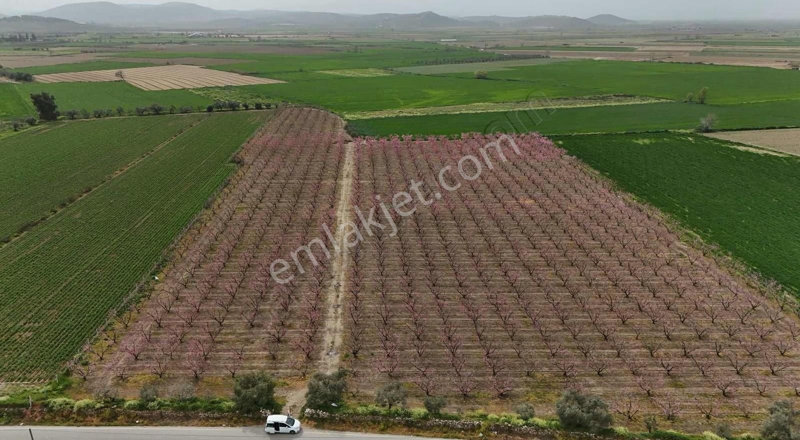 Pek Emlaktan Şeftali Bahçesi 25.800 M2 Asfalt Kenarı 2 Adet Sulu - Görsel 2