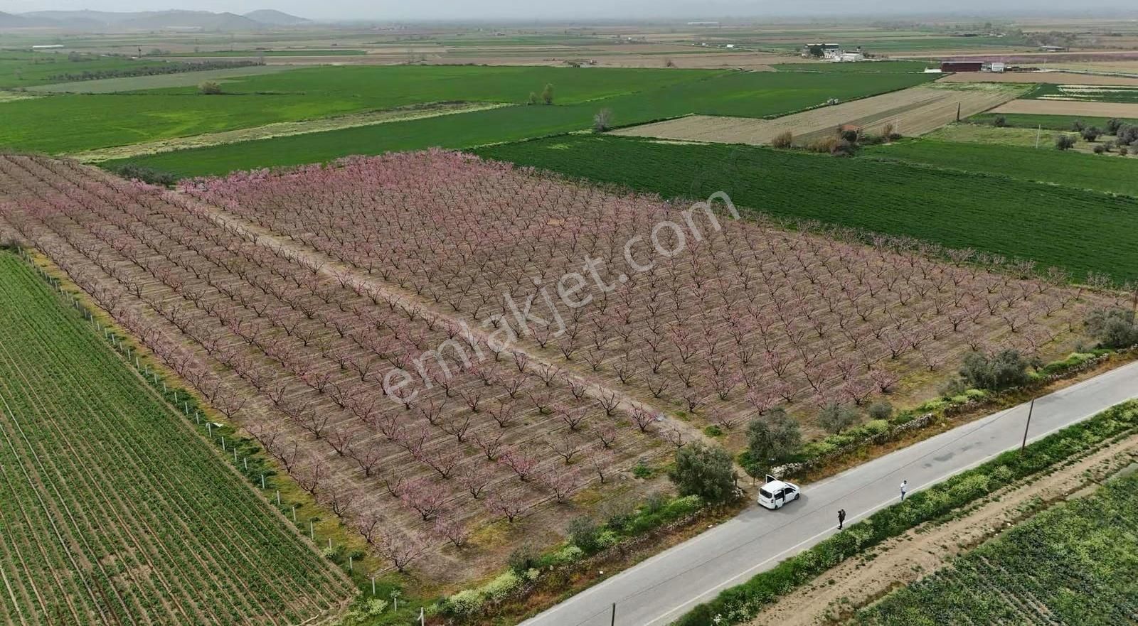 Pek Emlaktan Şeftali Bahçesi 25.800 M2 Asfalt Kenarı 2 Adet Sulu - Görsel 5