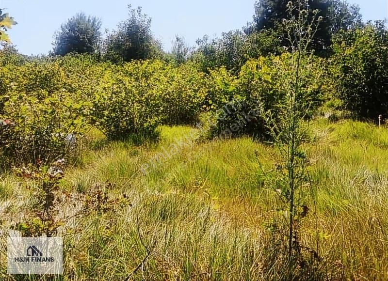 Sakarya Kaynarca Okçularda Satılık Fındık Bahçesi - Görsel 19