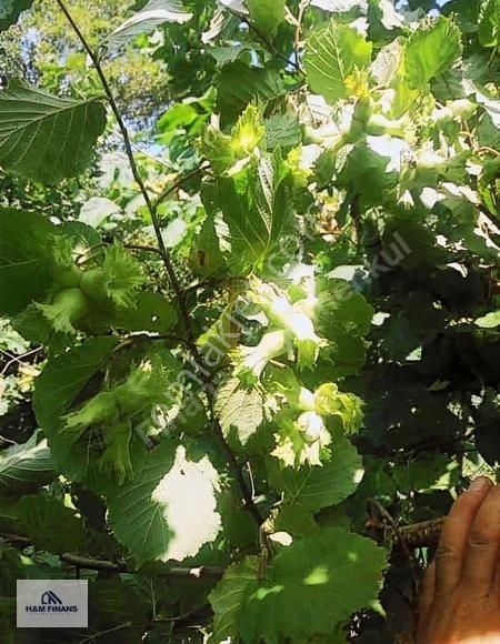 Sakarya Kaynarca Okçularda Satılık Fındık Bahçesi - Görsel 13