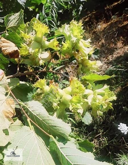 Sakarya Kaynarca Okçularda Satılık Fındık Bahçesi - Görsel 5