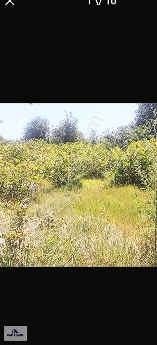 Sakarya Kaynarca Okçularda Satılık Fındık Bahçesi - Görsel 14