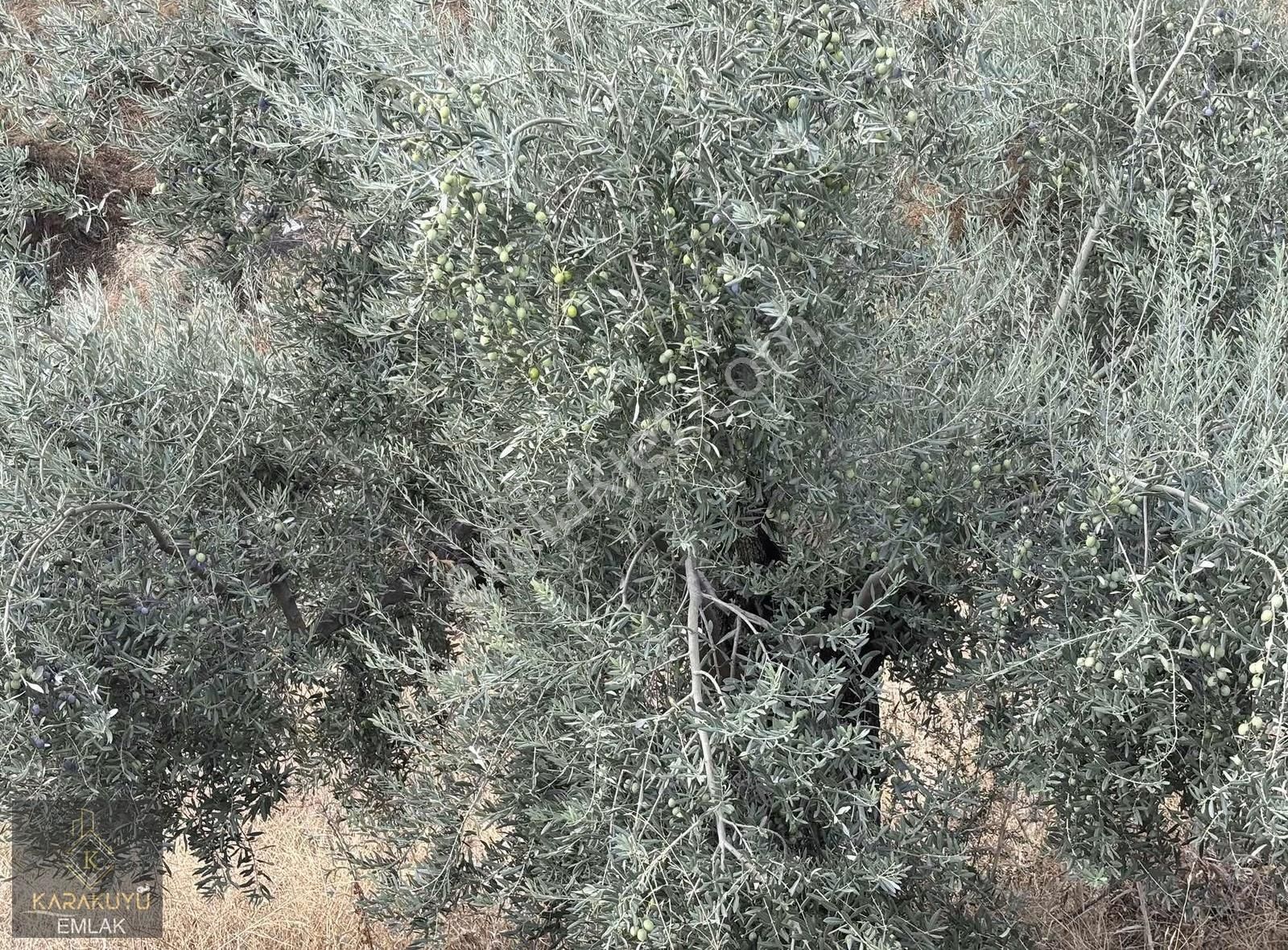 İsabeyli Yaykın Mevkinde Zeytinlik - Görsel 4