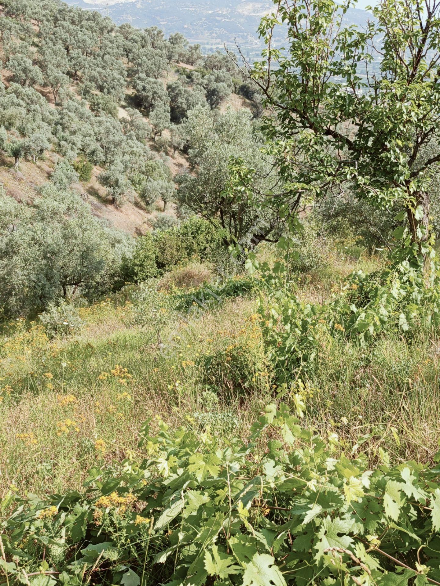 Beydağ Adaküre'de Cumhuriyet Mahallesi'ne 500m Zeytinlik - Görsel 20