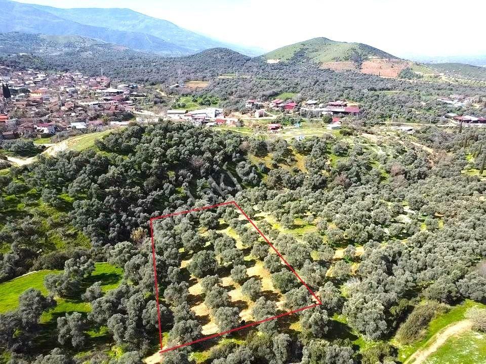 Tire Ve Ege Bölgesinin En Güzel Zeytinliği Satılık - Görsel 11