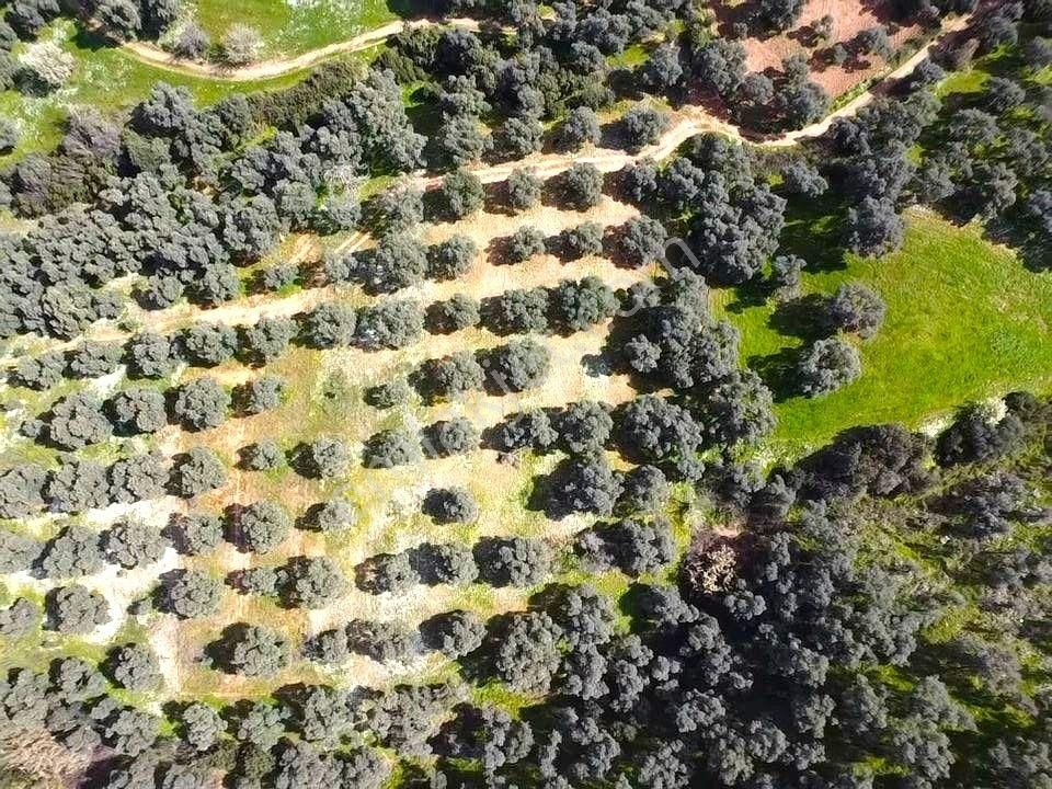 Tire Ve Ege Bölgesinin En Güzel Zeytinliği Satılık - Görsel 10