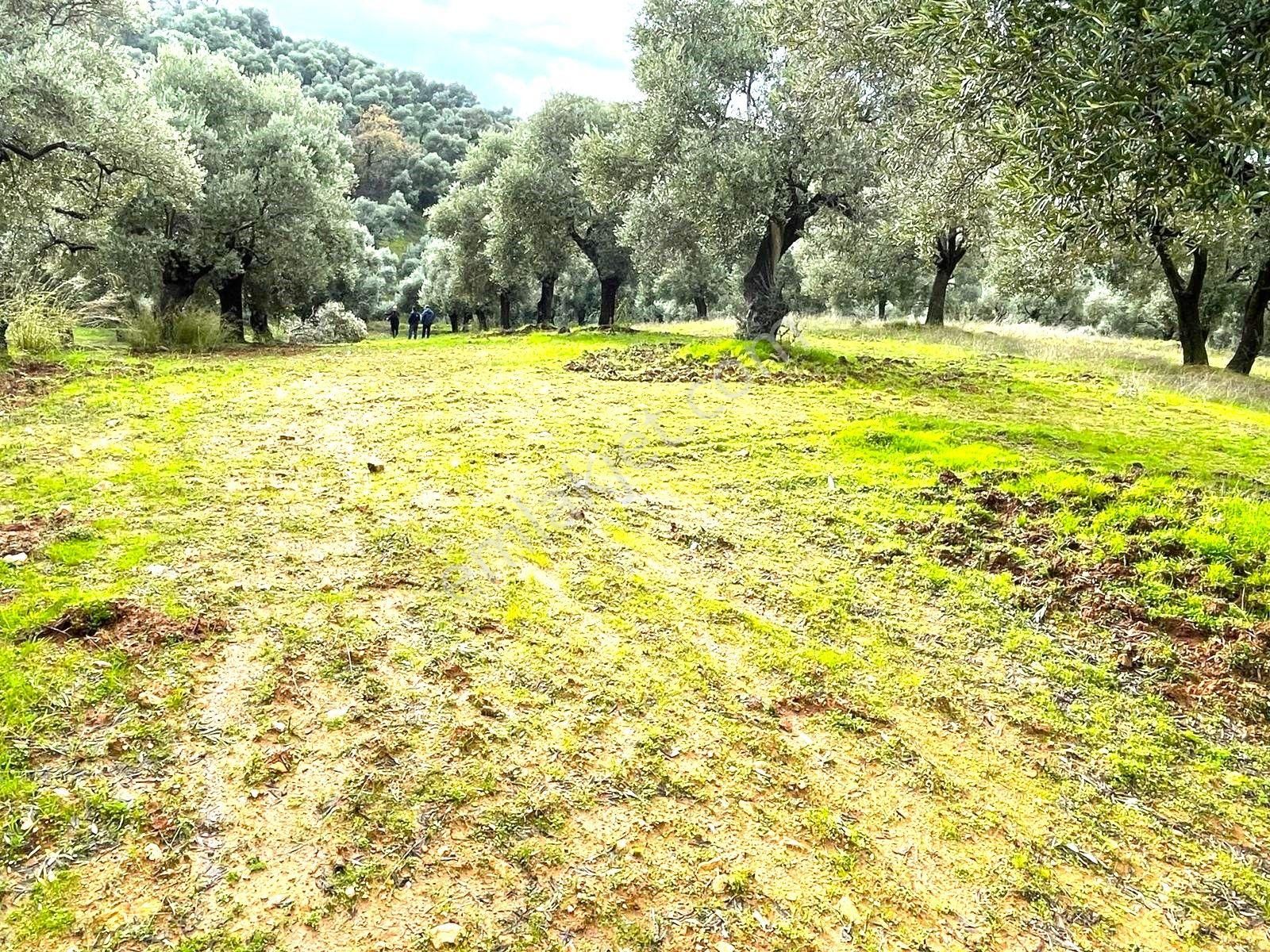 Tire Ve Ege Bölgesinin En Güzel Zeytinliği Satılık - Görsel 7