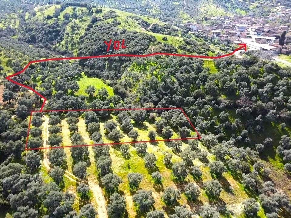 Tire Ve Ege Bölgesinin En Güzel Zeytinliği Satılık