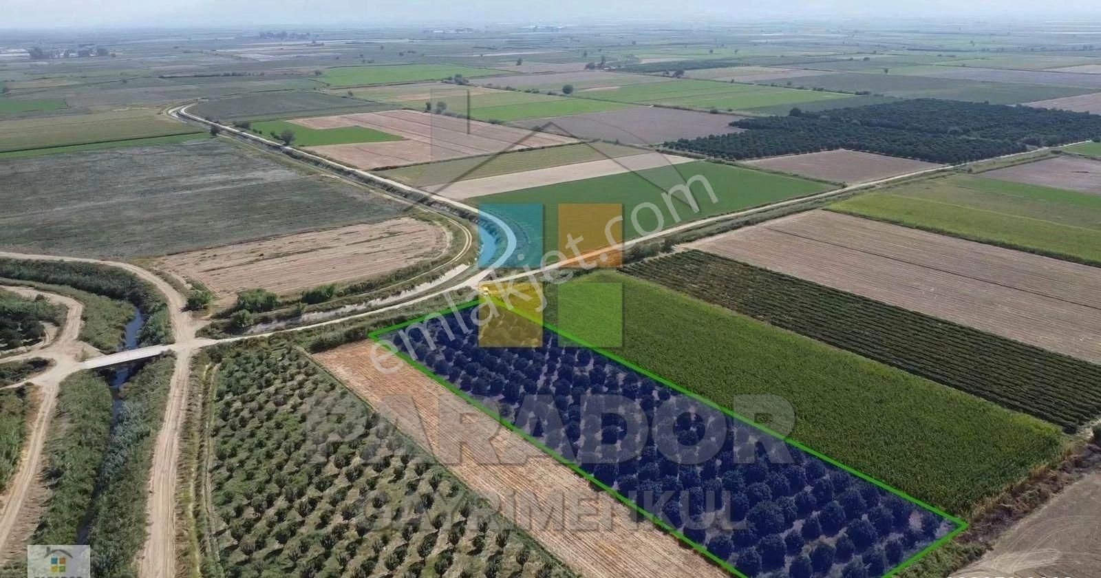 Aydın Nazilli Dallıca Mahallesinde Satılık 6329 M² Portakallık - Görsel 7