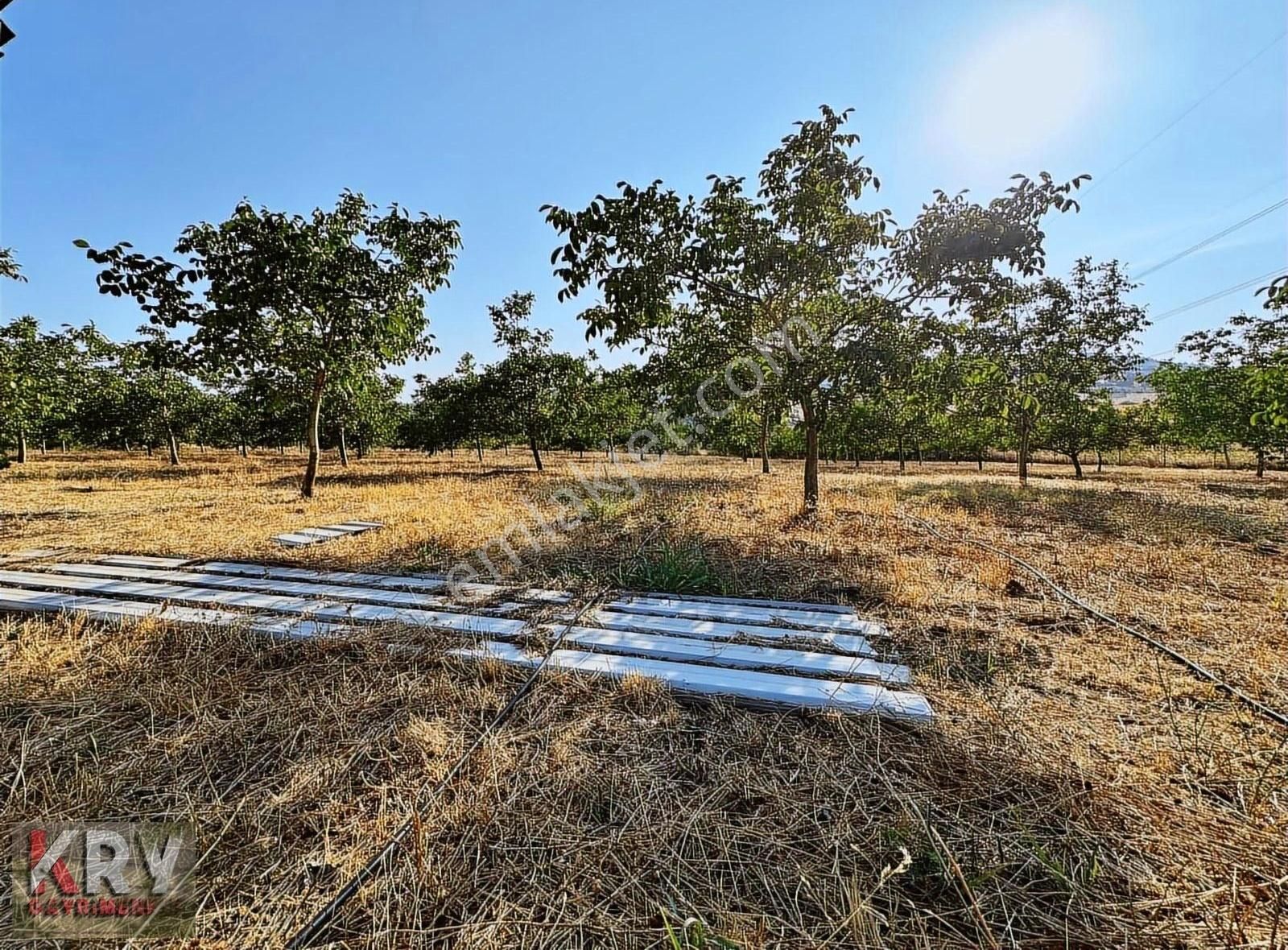 Aydoğdu'da 8.111 M2 Yetişkin Ceviz Bahçesi - Görsel 2