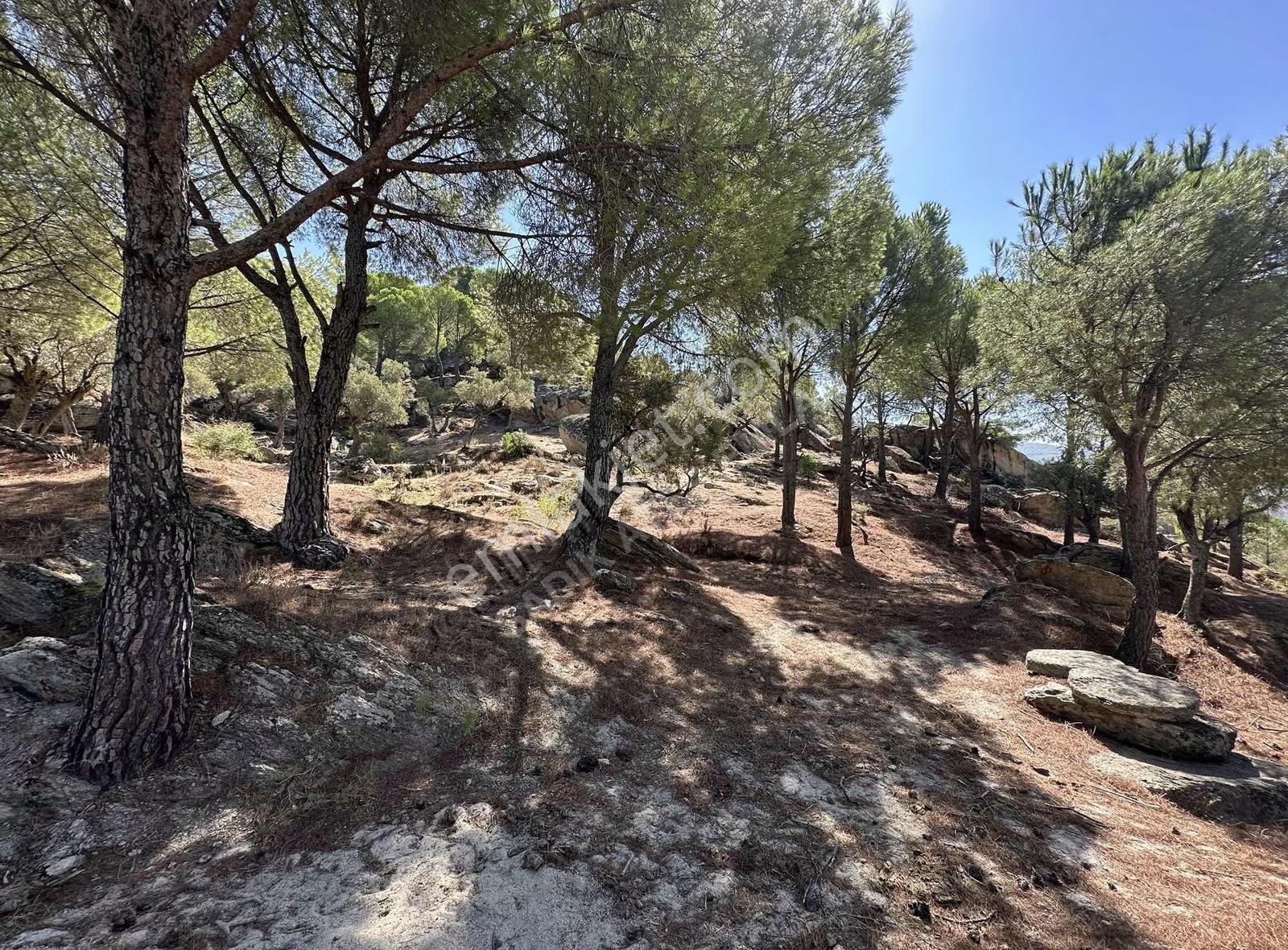 Muğla/milas/çamlıyurt/dikmen'de Fıstık Çamlı Zeytinlik - Görsel 5