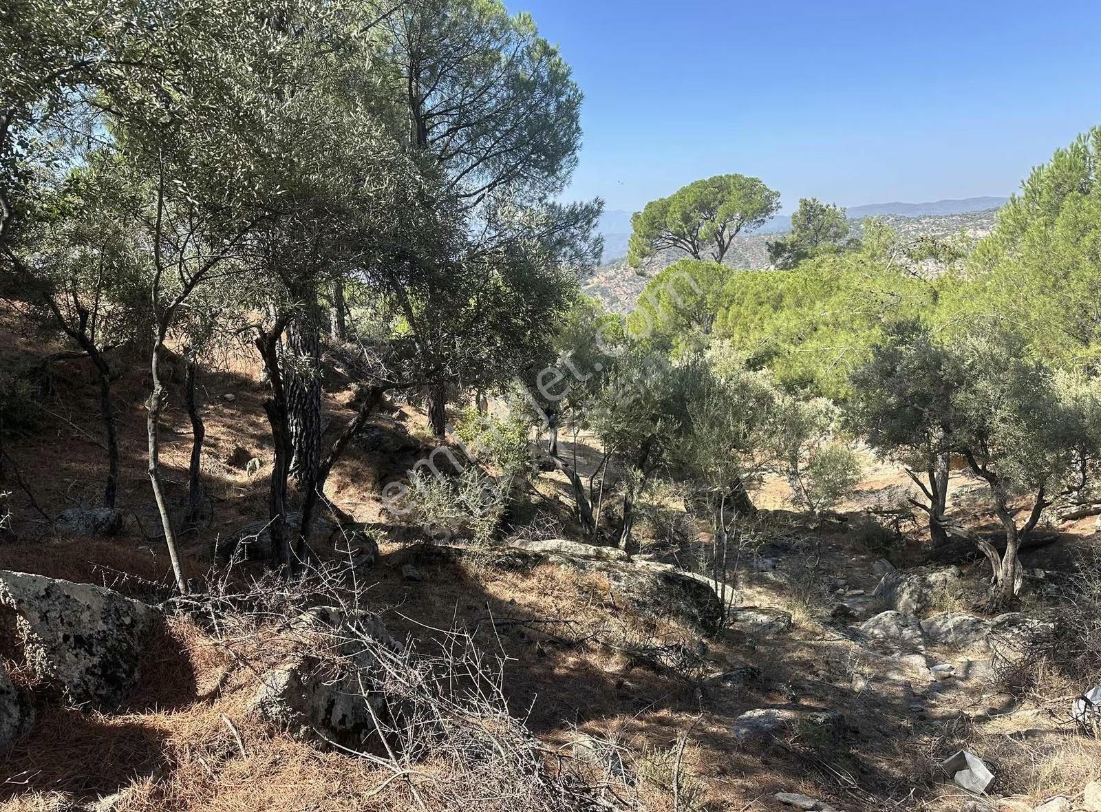 Muğla/milas/çamlıyurt/dikmen'de Fıstık Çamlı Zeytinlik - Görsel 19
